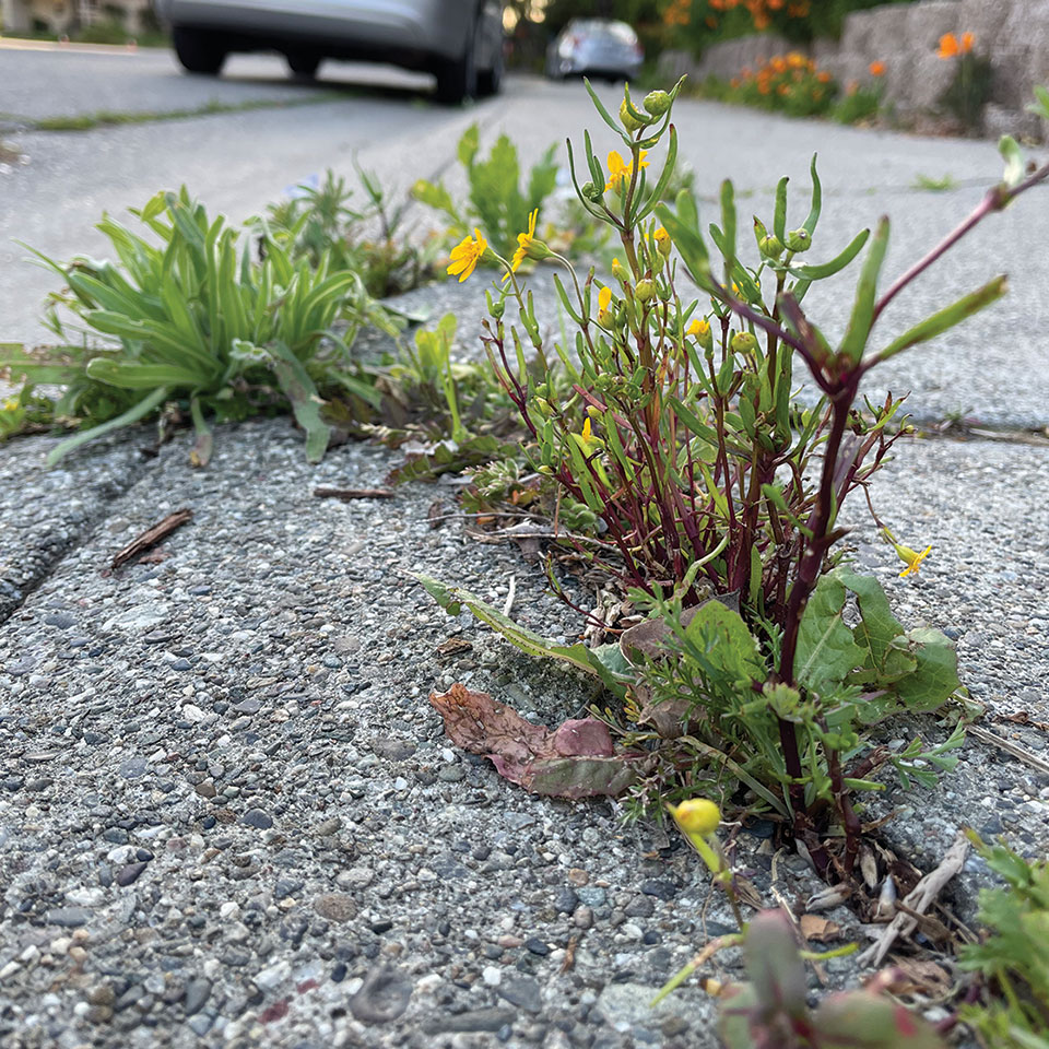 Wildflowers grow through a sidewalk crack