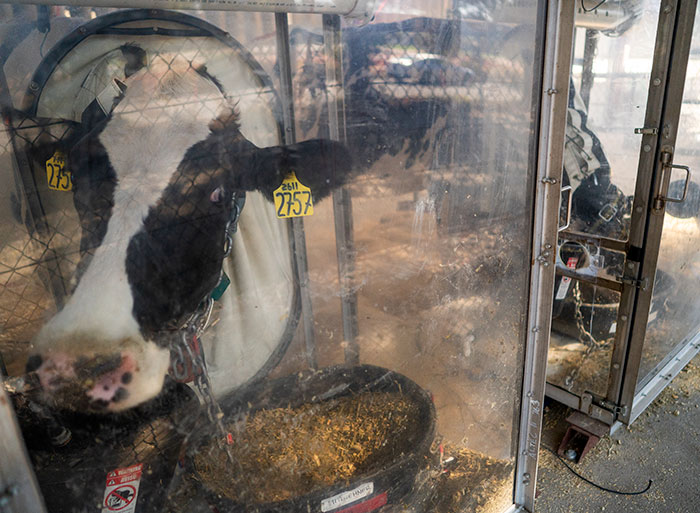 The plastic chambers help measure the amount of gases coming from the cow’s stomach more precisely.