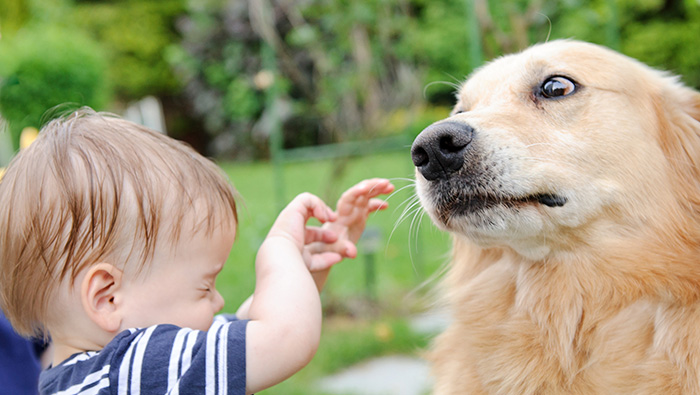 Golden retriever looks stressed