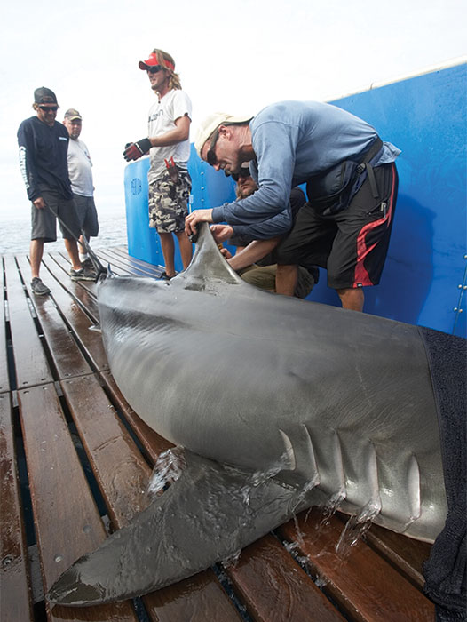 Men attach a satellite tag to a shark on a boat deck