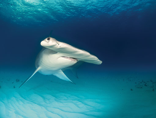 Hammerhead shark in Revillagigedo National Park