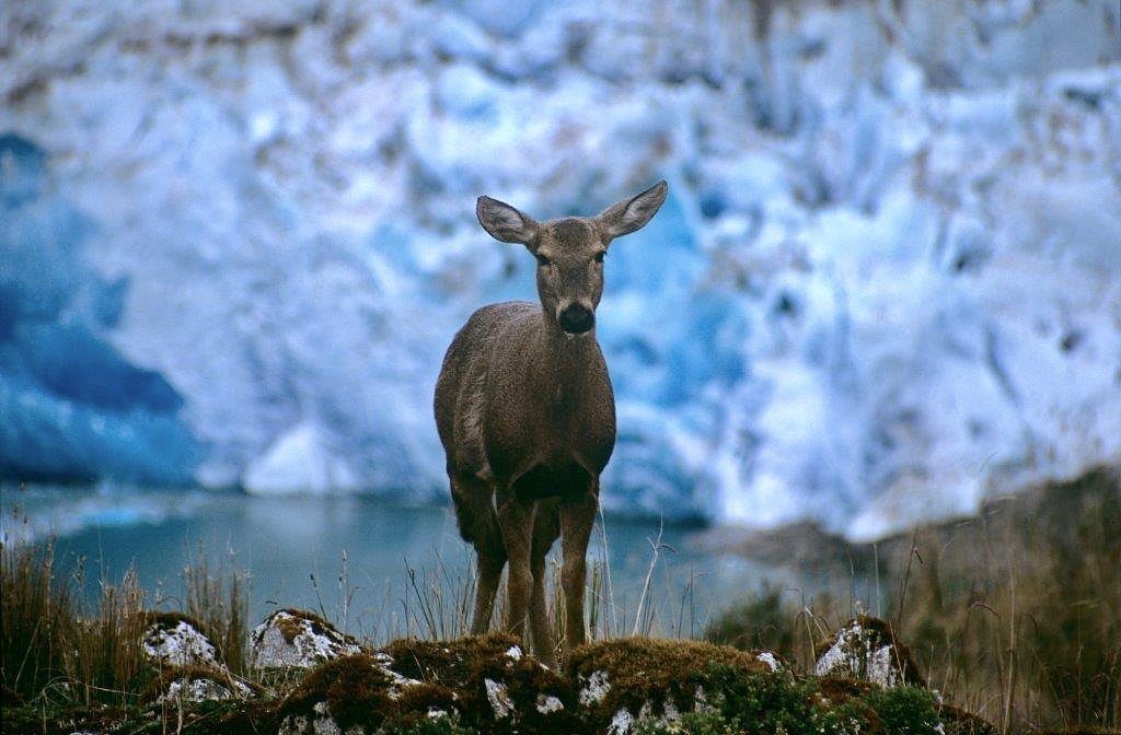 huemul deer looks at camera with bluish snow and icy landscape and lake in background