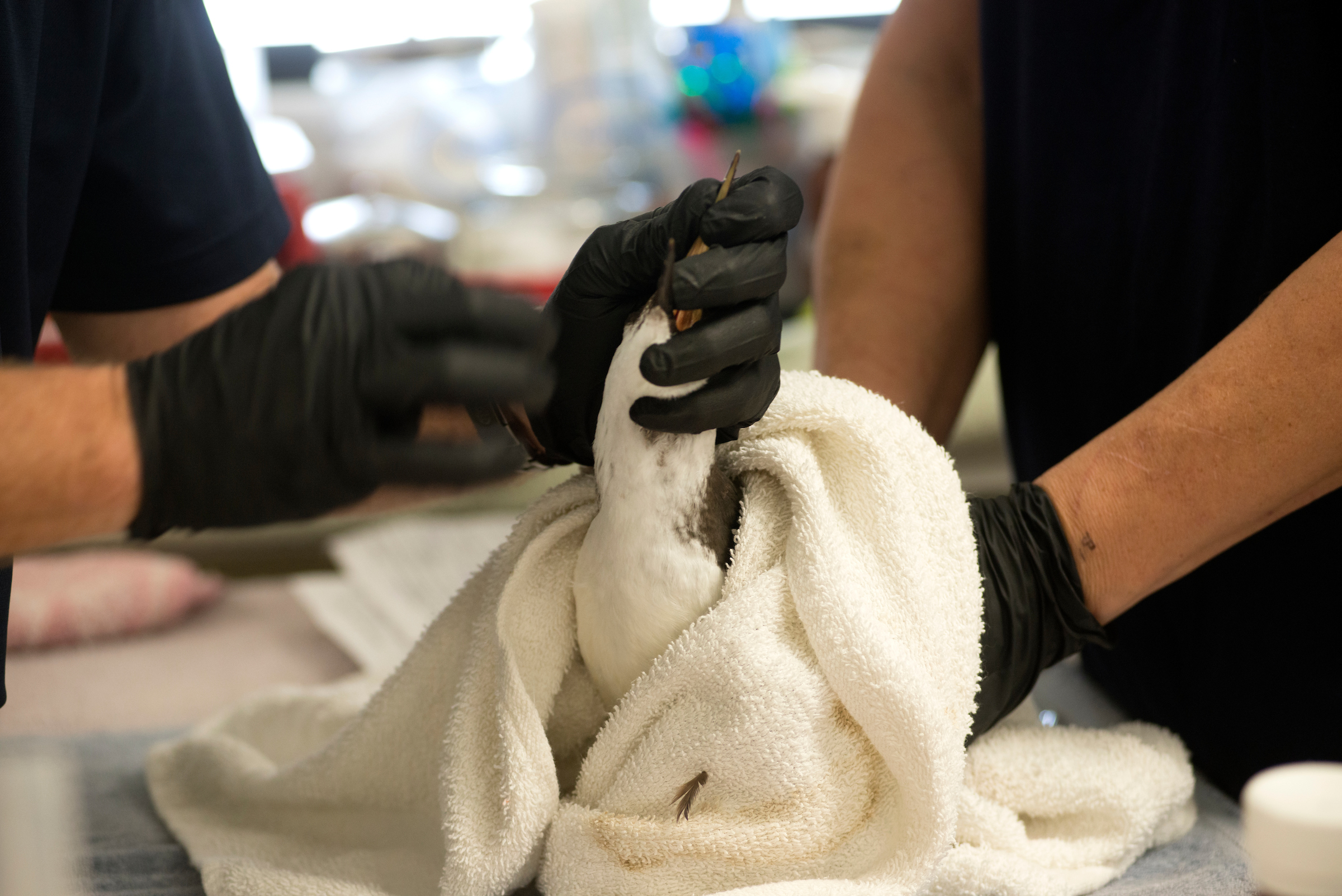 A common murre seabird is treated by wildlife rehabilitation specialists in California