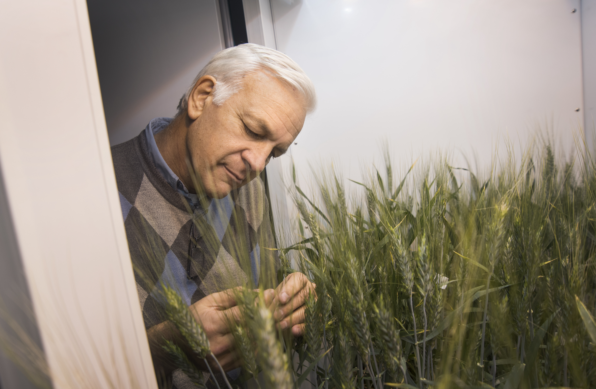 Man inspects straws of wheat