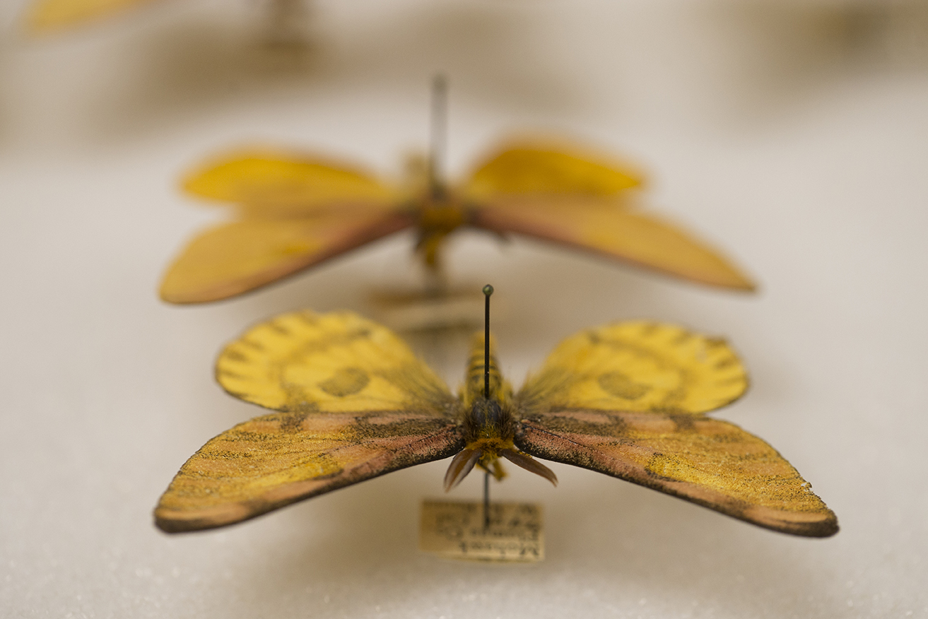 Two yellow butterflies in pin case