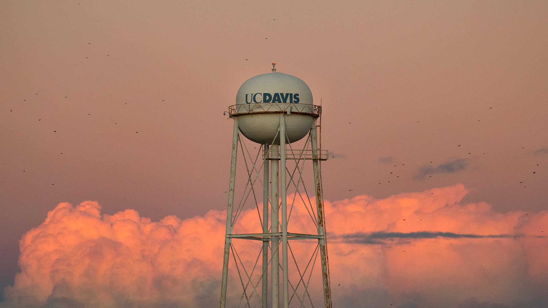 UC Davis water tower shown with a backdrop of red clouds and birds flying around it, during sunset.