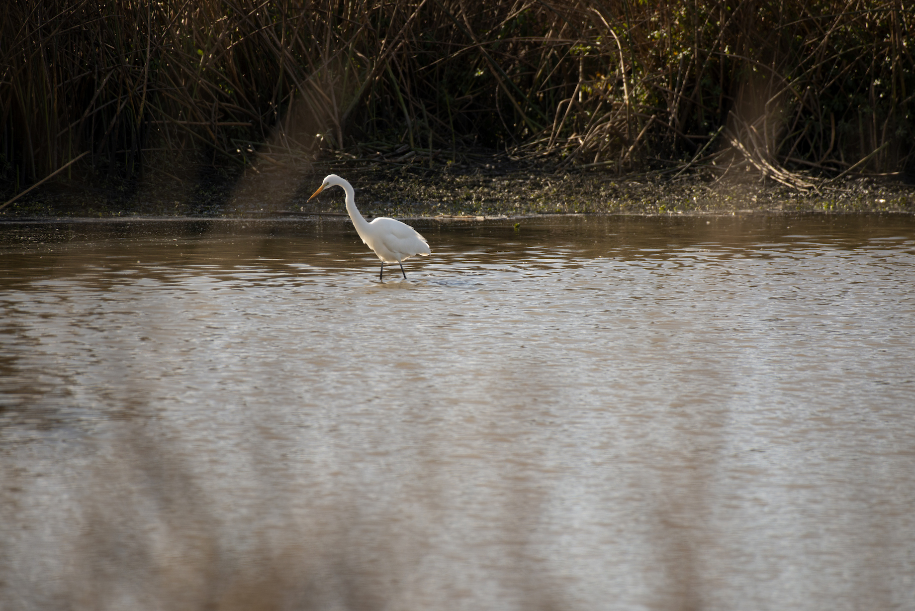 white egret in wetland
