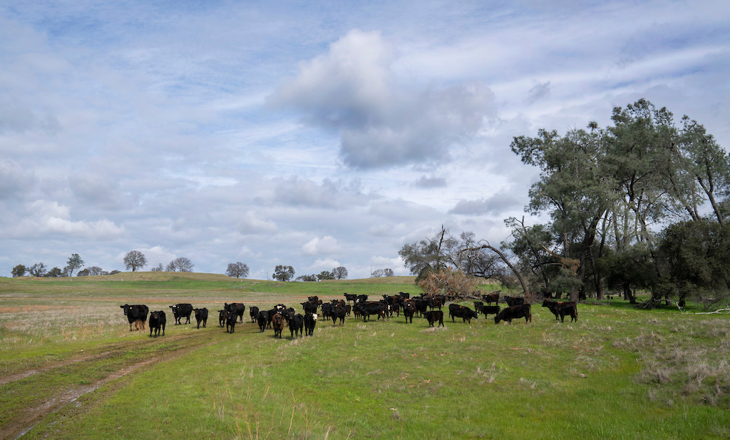 Cattle roam on a ranch