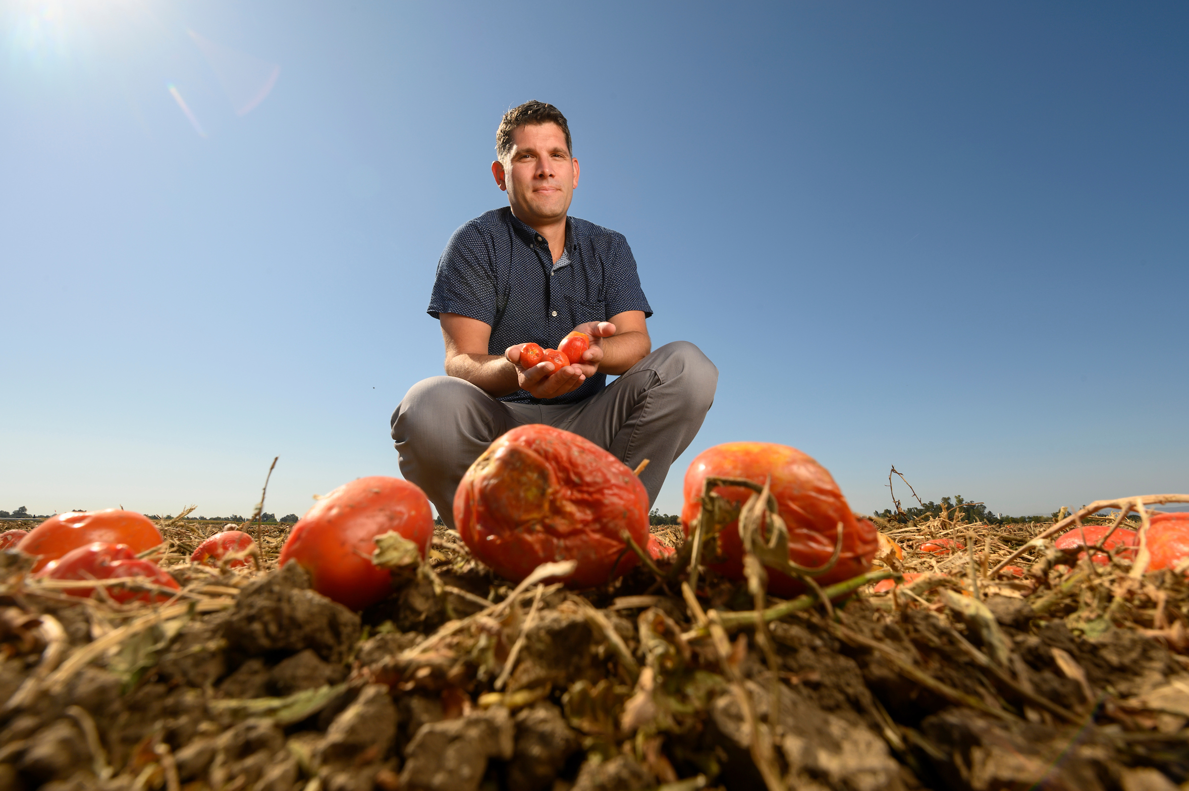 Man crouched by drying tomatoes in tomato field