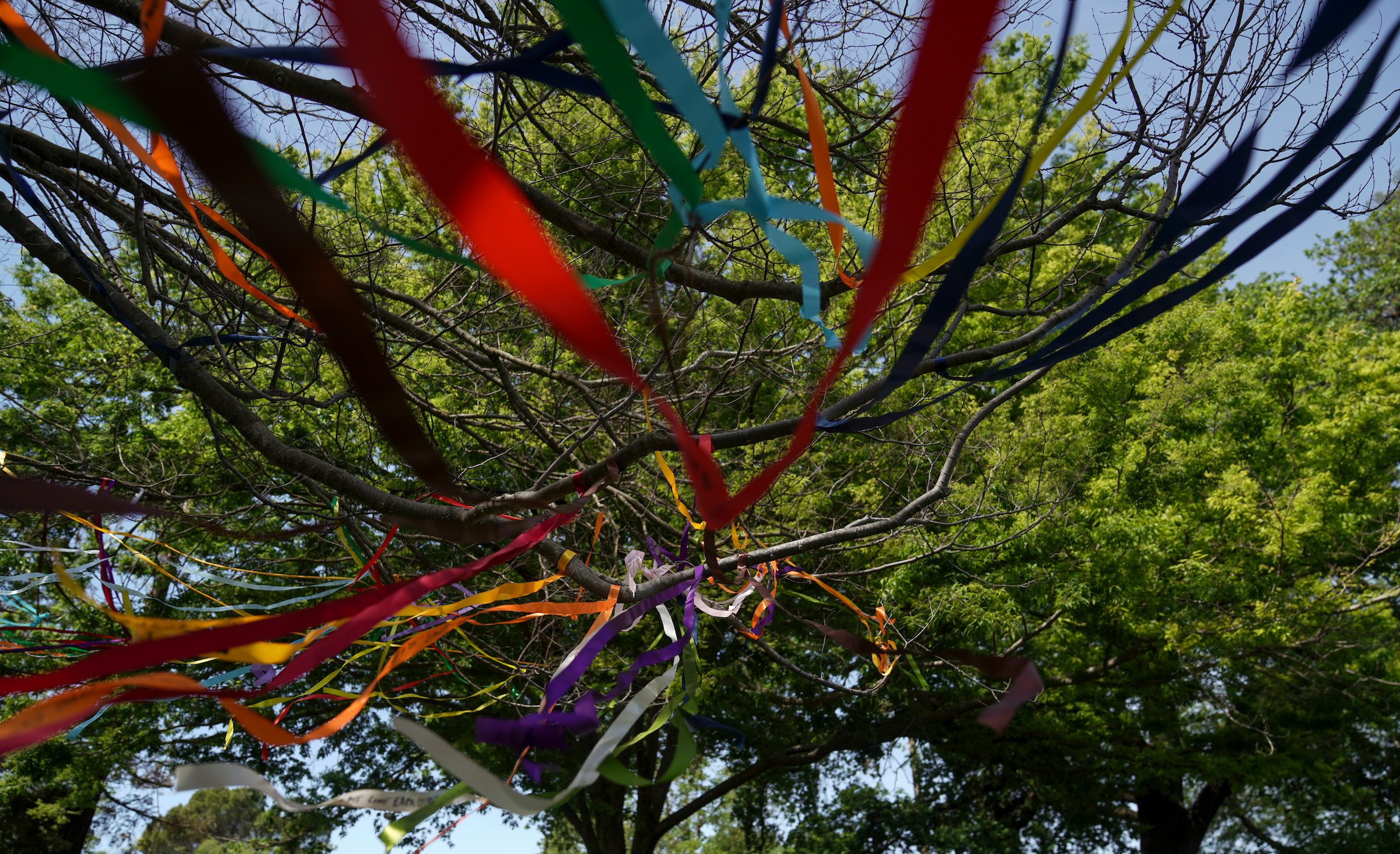 Colorful ribbons hanging from trees