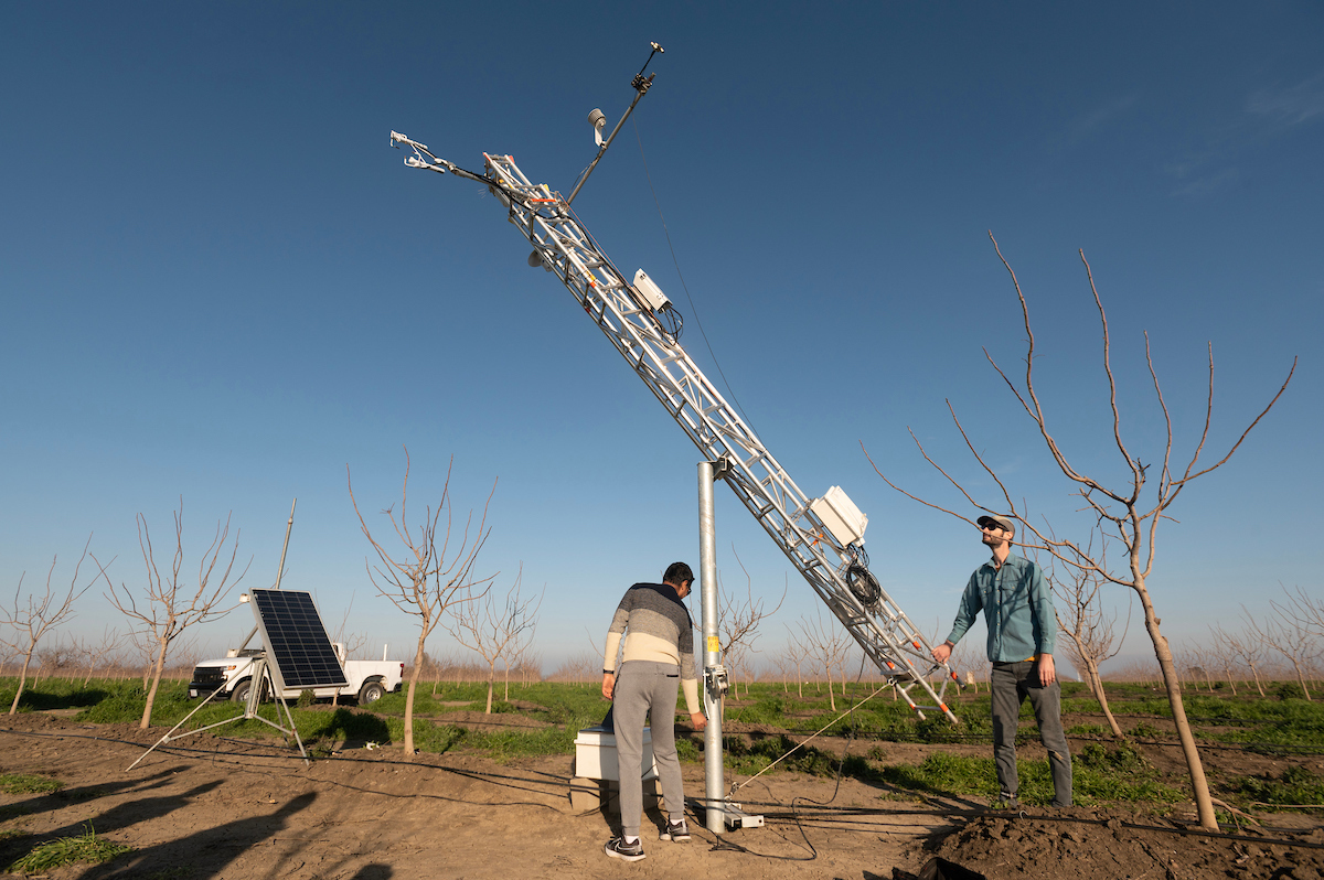 UC Davis postdoctoral student Anish Sopkata, left, and USDA research scientist Matt Roby adjust an eddy covariance flux tower, which measures the exchange of carbon dioxide gases and evapotranspiration in the pistachio orchard. They are tilting a tall metal tower diagonally in the middle of the pistachio orchard with cover crops. (Greg Urquiaga/UC Davis)