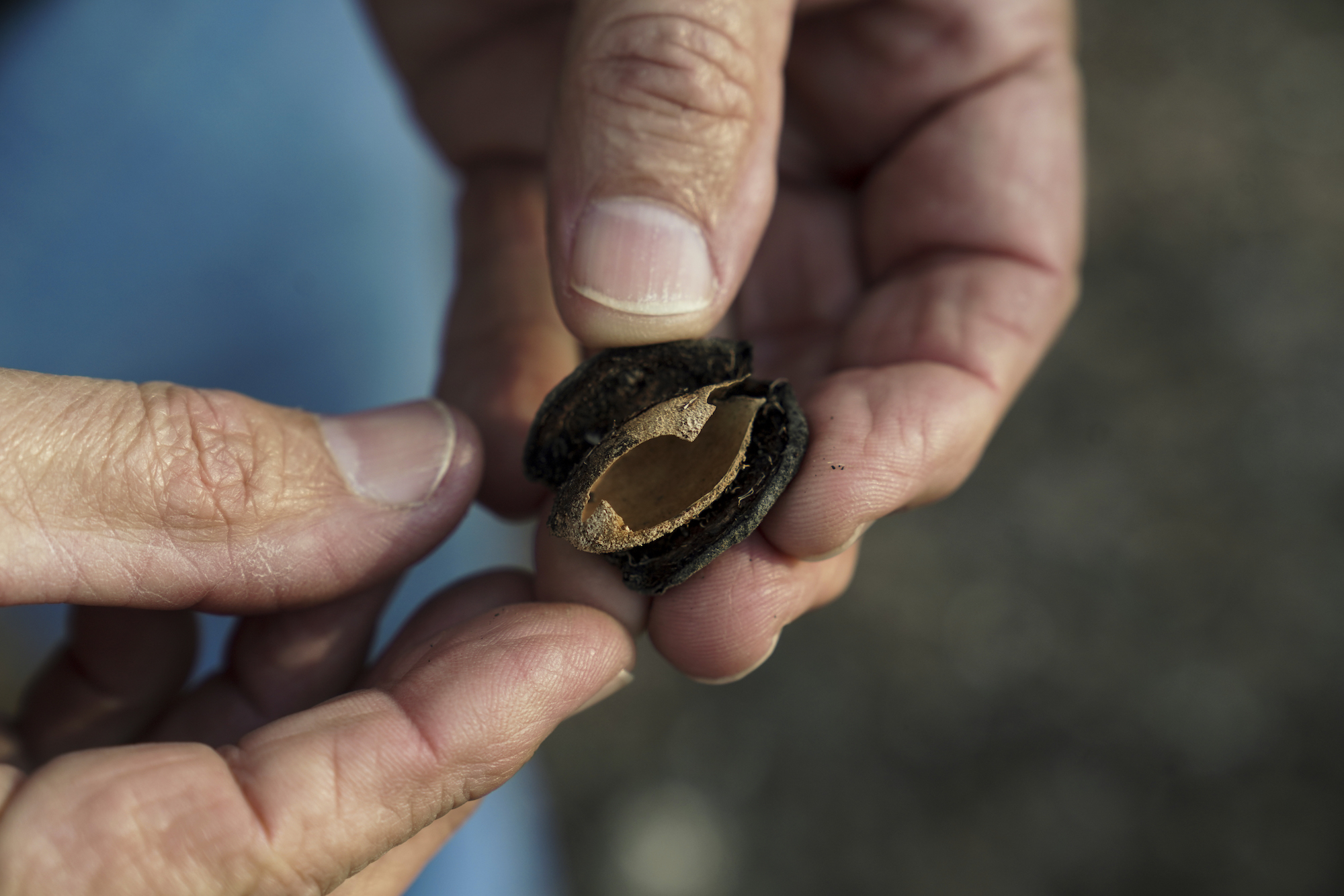 Kirk Pumphrey's holds the dark hull of an almond in his hands. He's using hulls and shells as mulch in his orchard to increase soil moisture. (Karin Higgins/UC Davis)