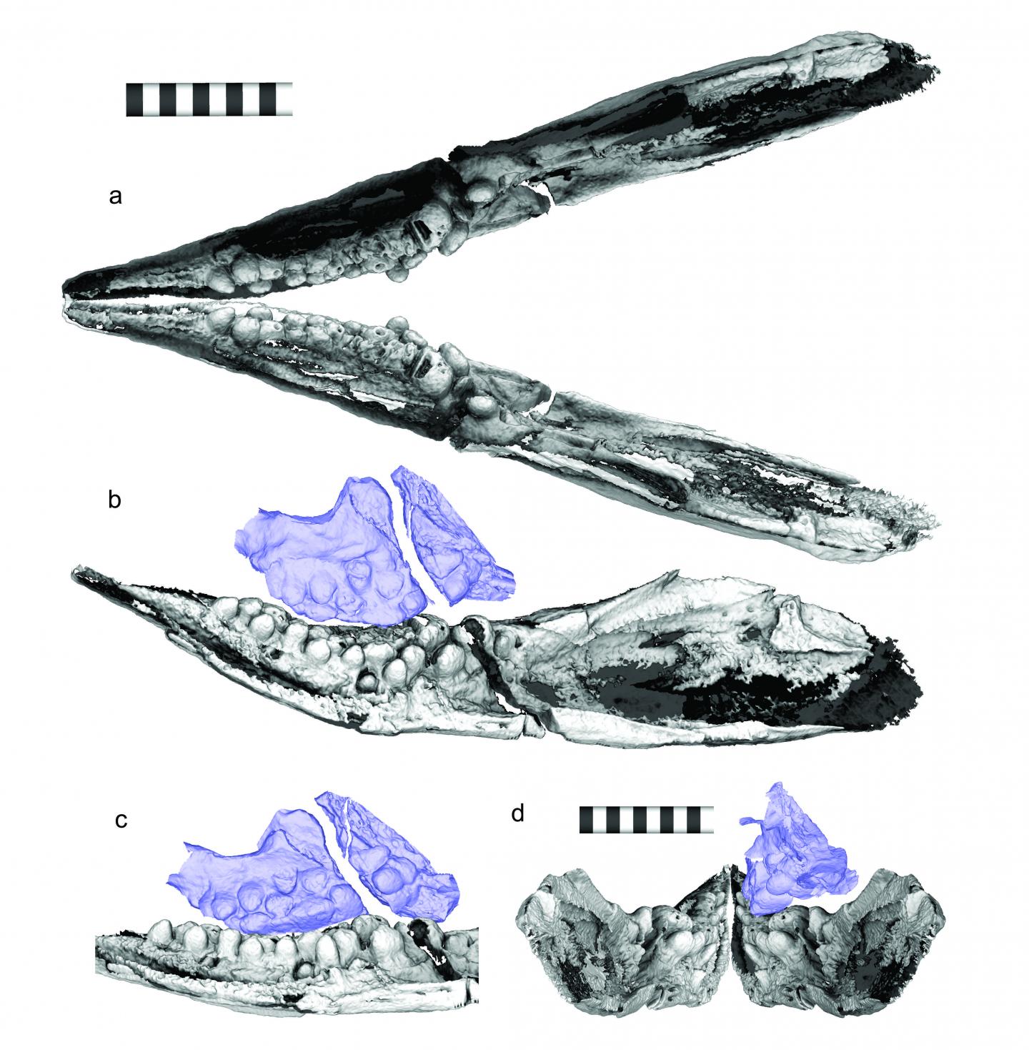 Figure of fossil jaws