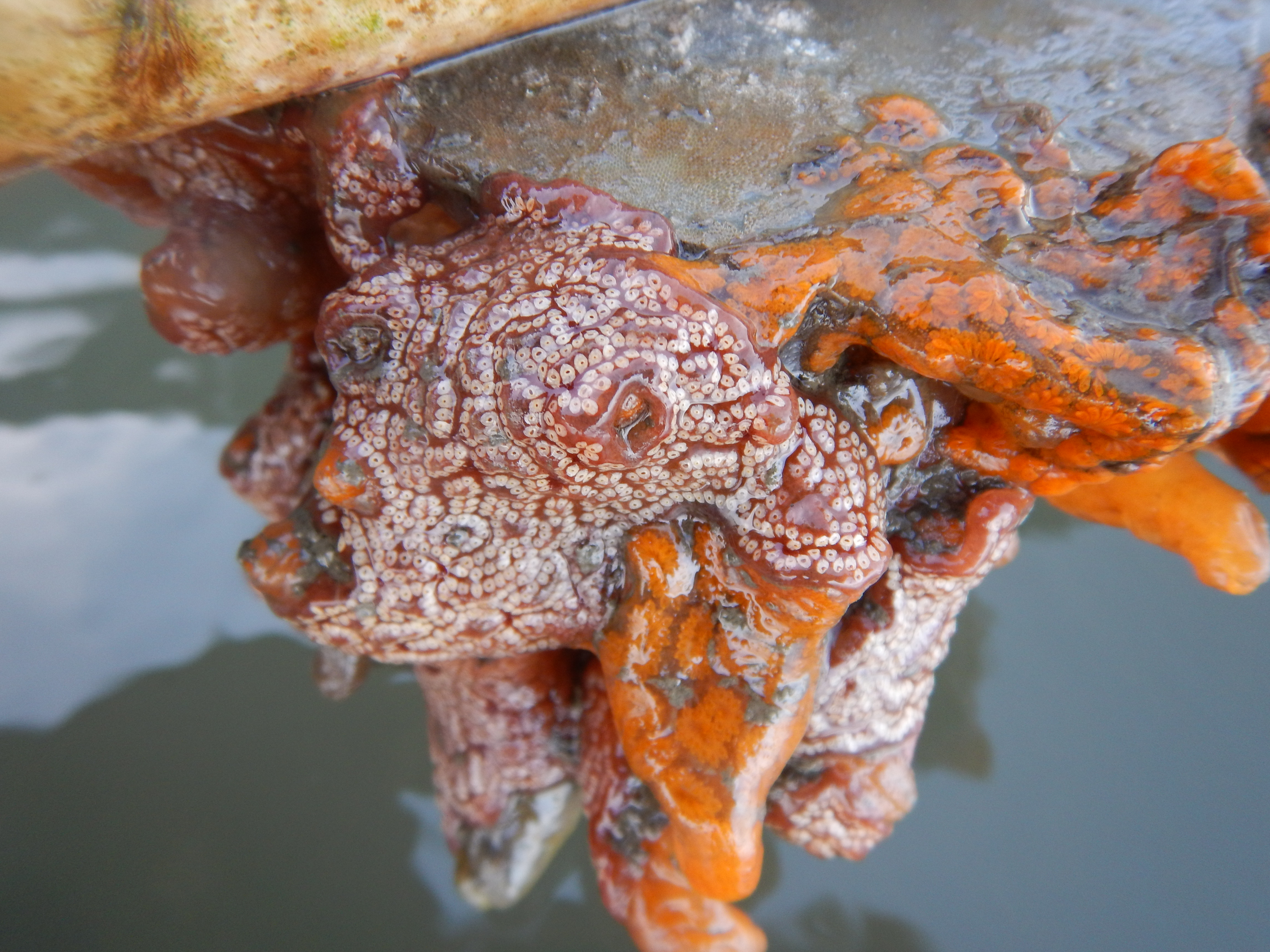 Closeup of a mass of bright orange gelatinous sea creatures called ascidians 
