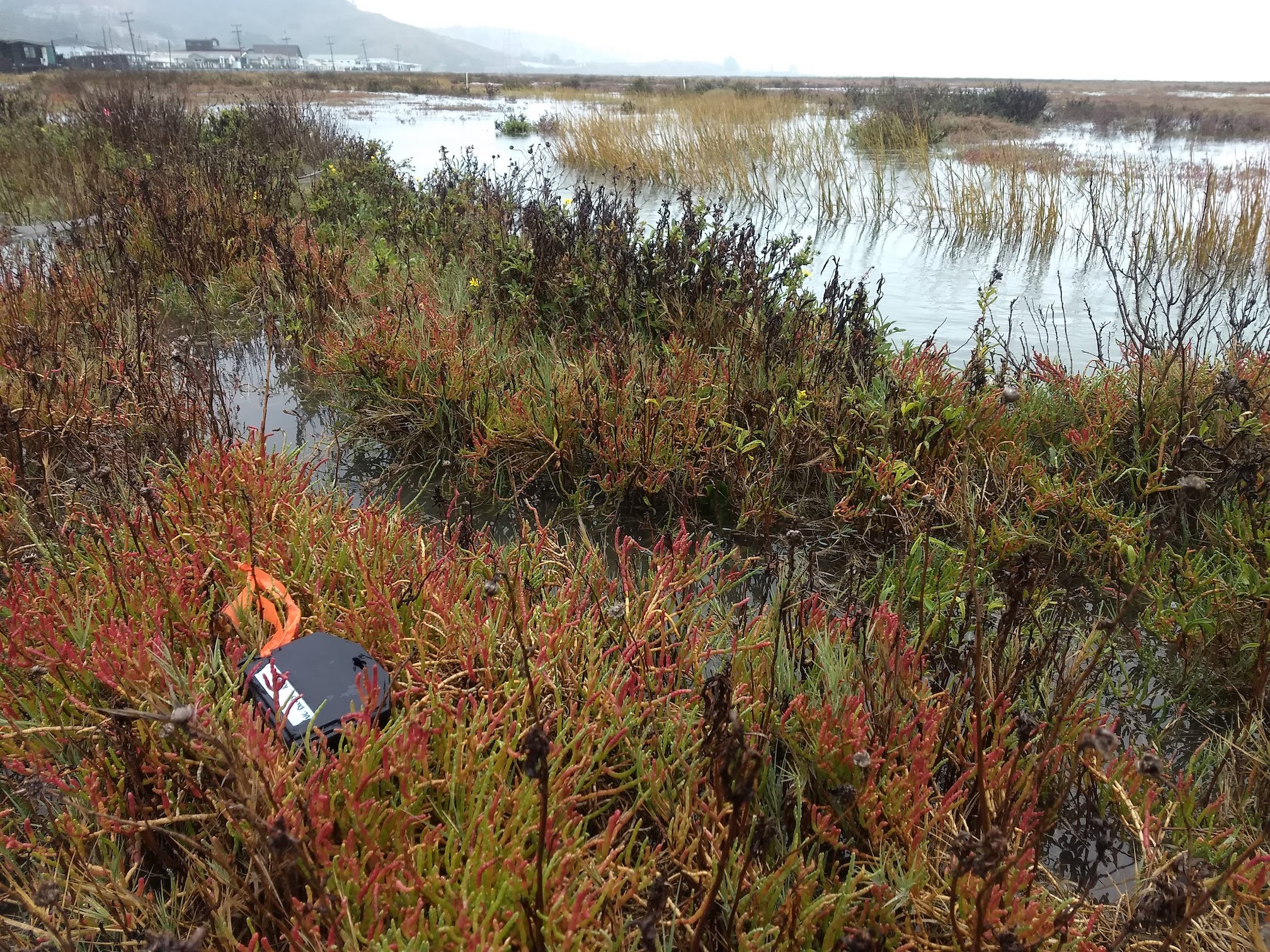 A black bait station box sits atop flooded marsh vegetation in Corte Madera, California 