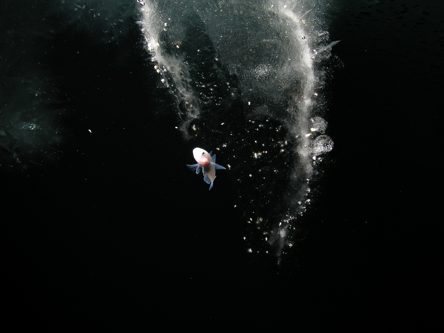 A rock cod fish swims in ice channel with black background and white icy marks