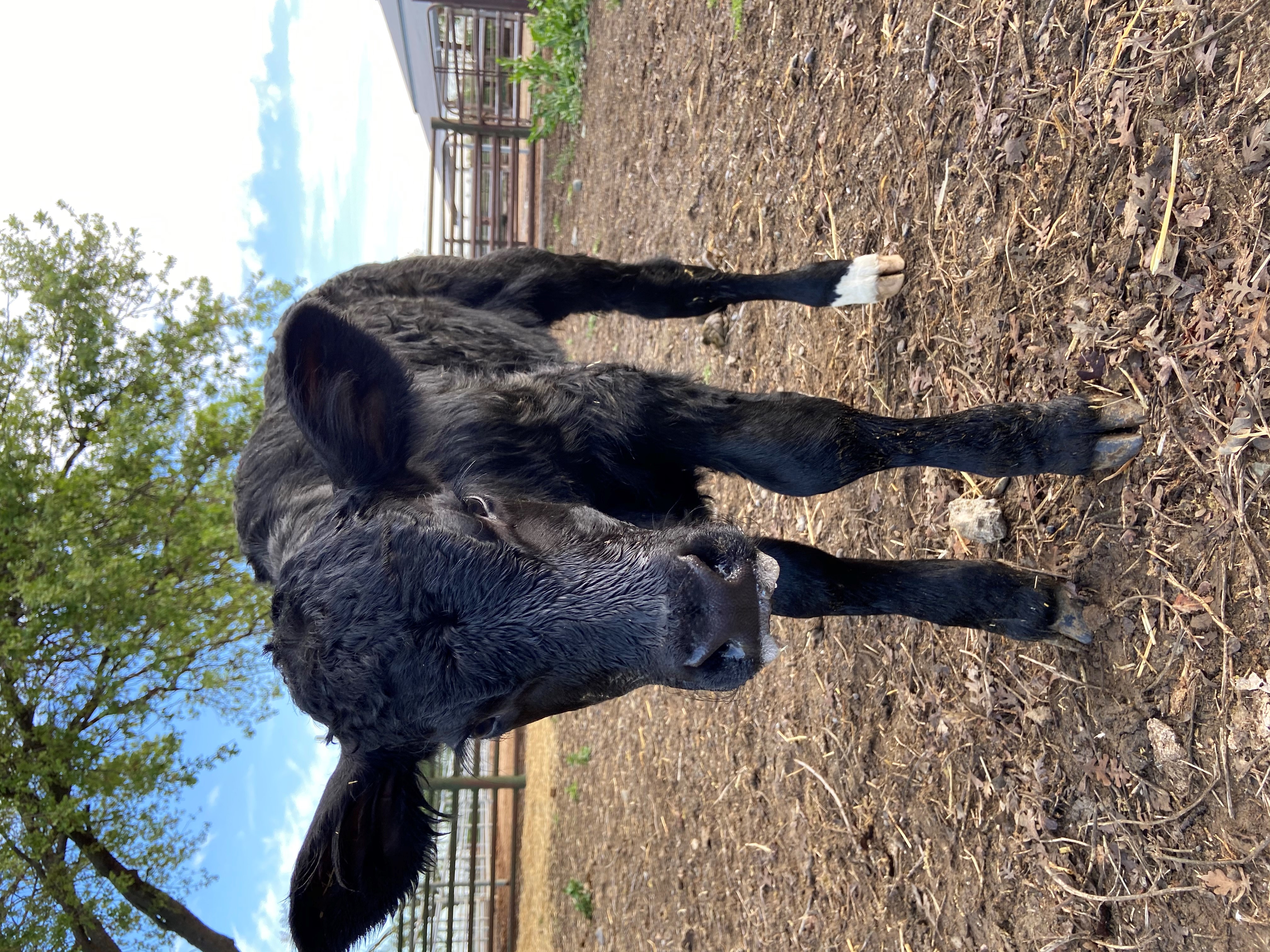 A black calf faces the camera. 