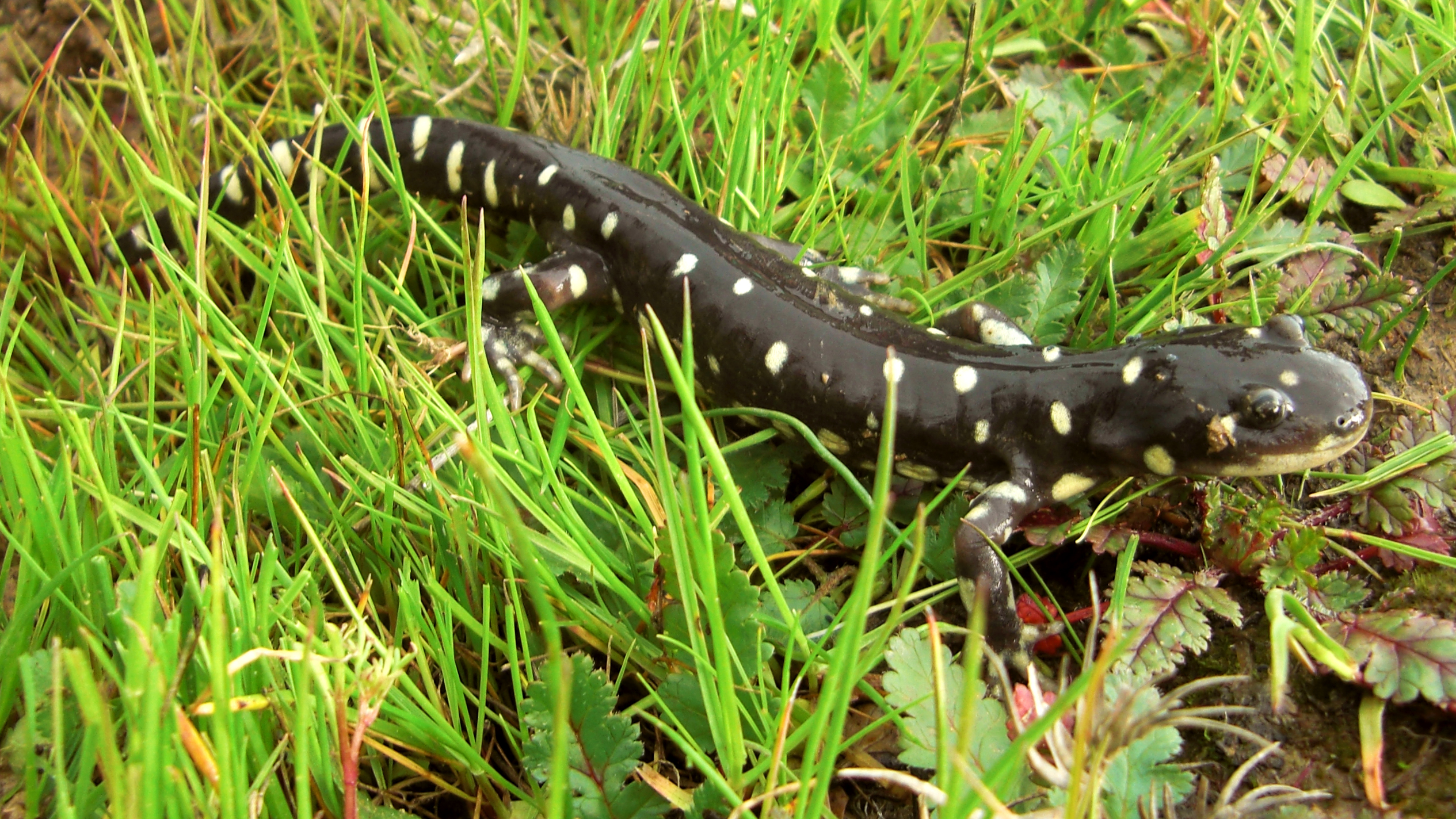 California Tiger Salamander in grass