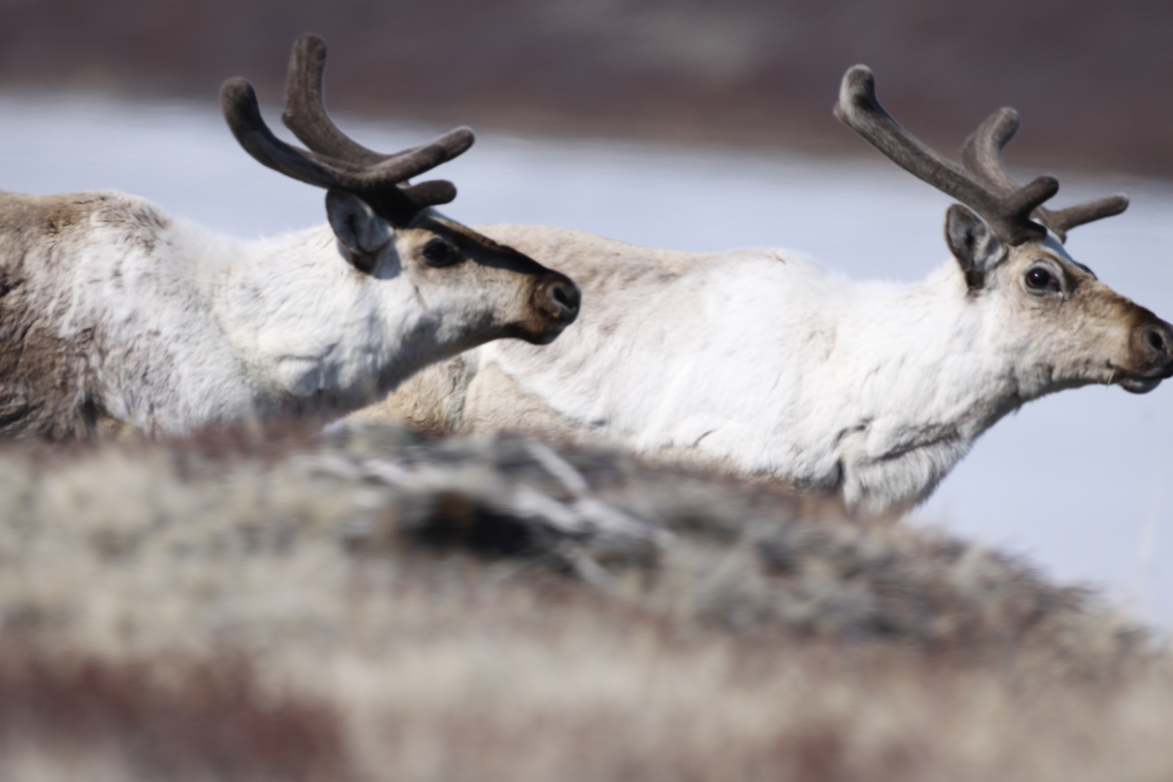 A herd of caribou in arctic Greenland. 
