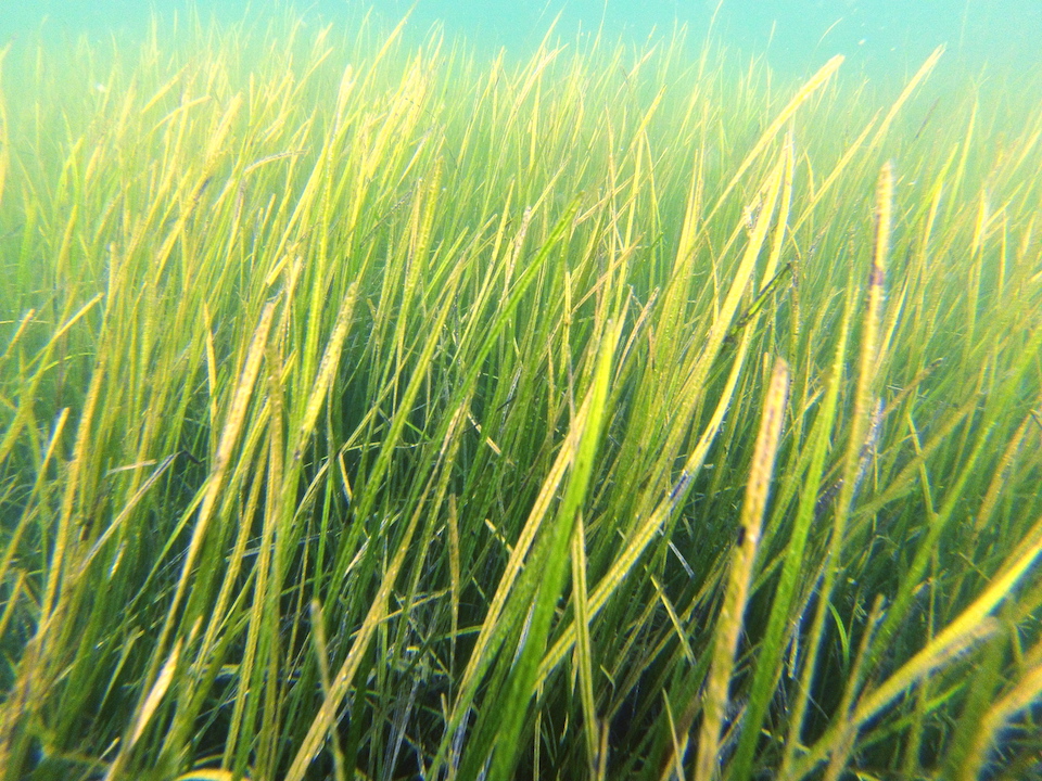 underwater seagrass meadow