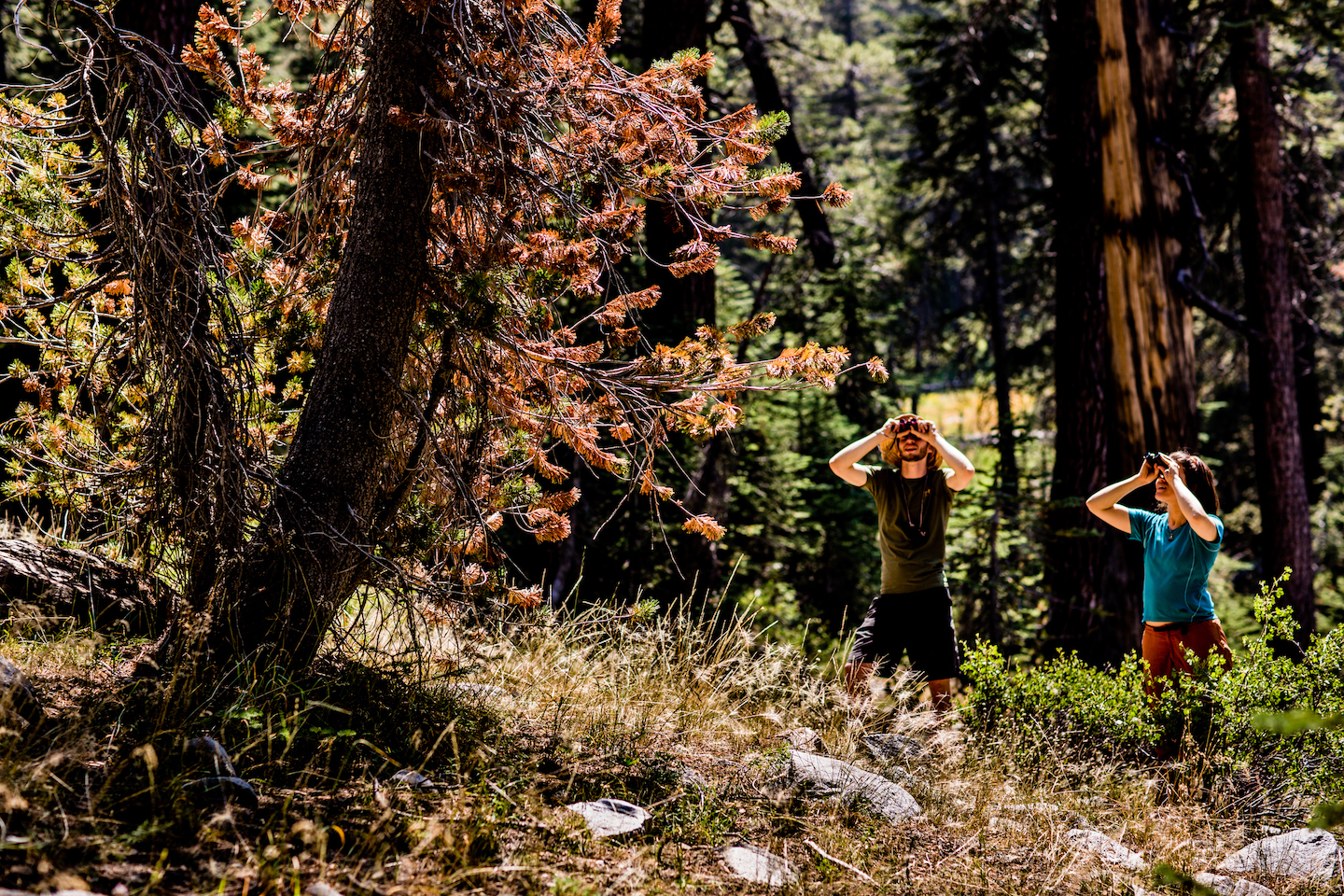 Two researchers survey trees through binoculars in Sequoia and Kings Canyon National Park. 