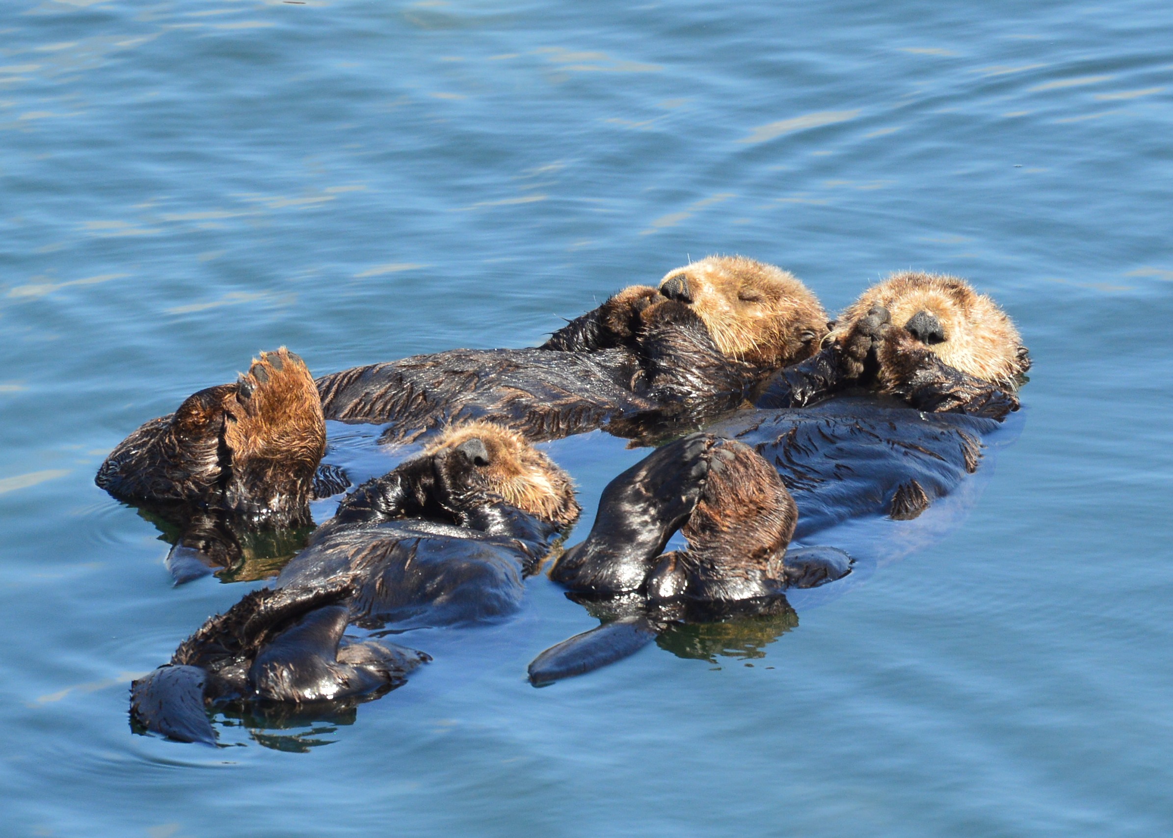 two sea otters swim on their backs in the ocean