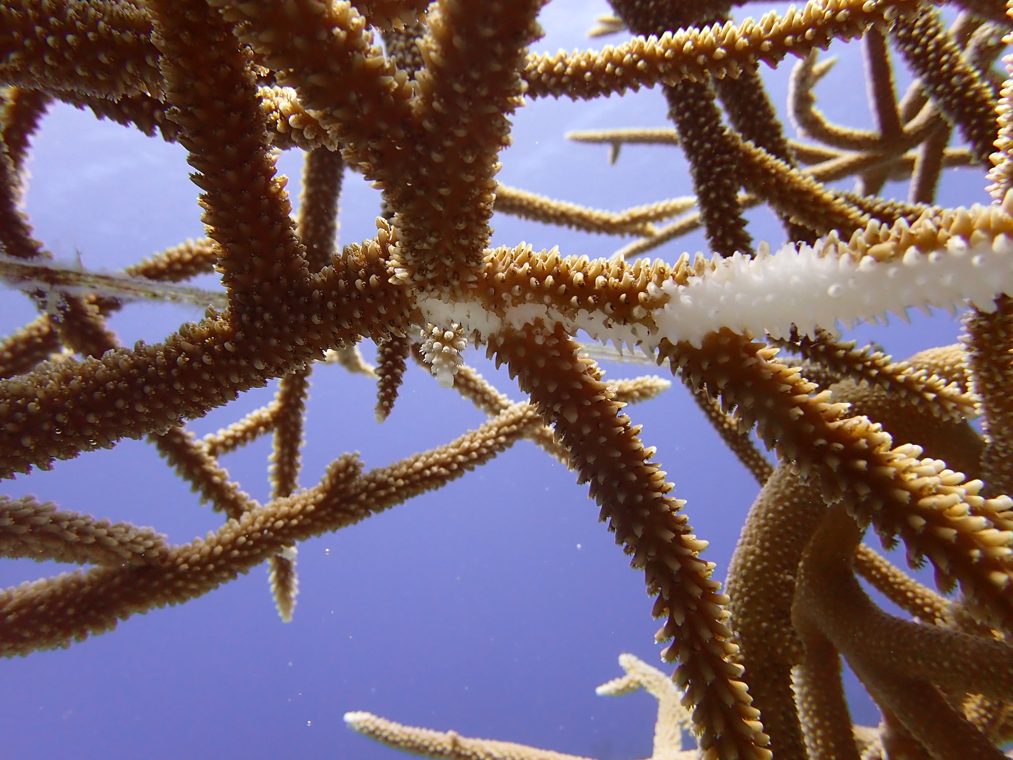closeup of Caribbean staghorn coral showing signs of disease 