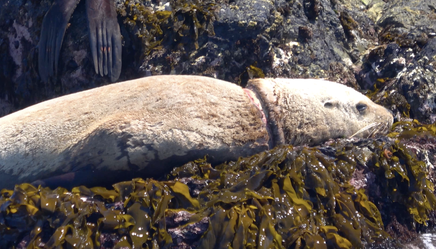 A Steller sea lion with plastic entangled around its neck suffers on a rock
