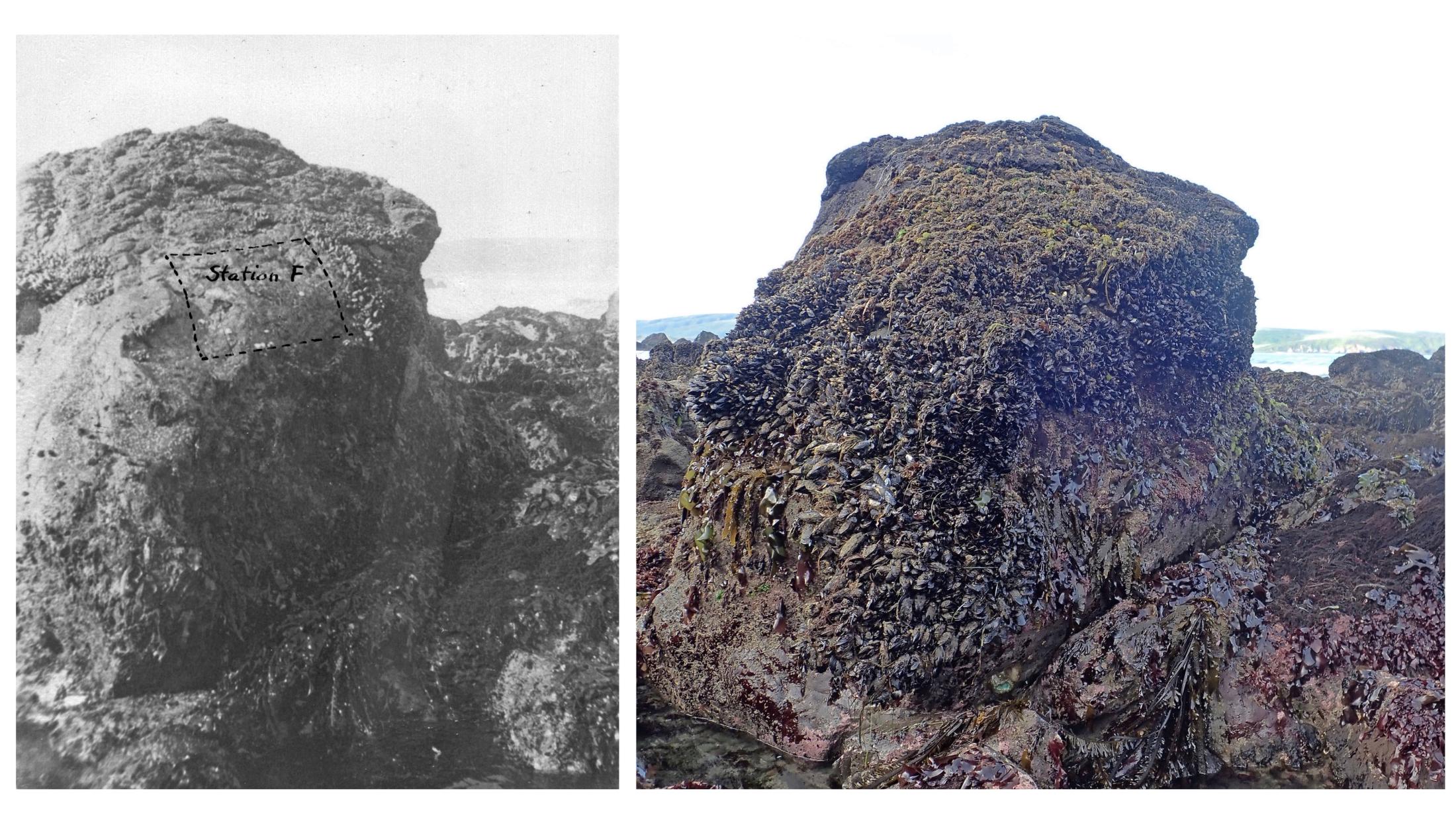 Side-by-side shot of two photos. Left is black and white image from 1941 mussel bed. Right shot is same exact mussel bed rock in 2018 at Dillon Beach