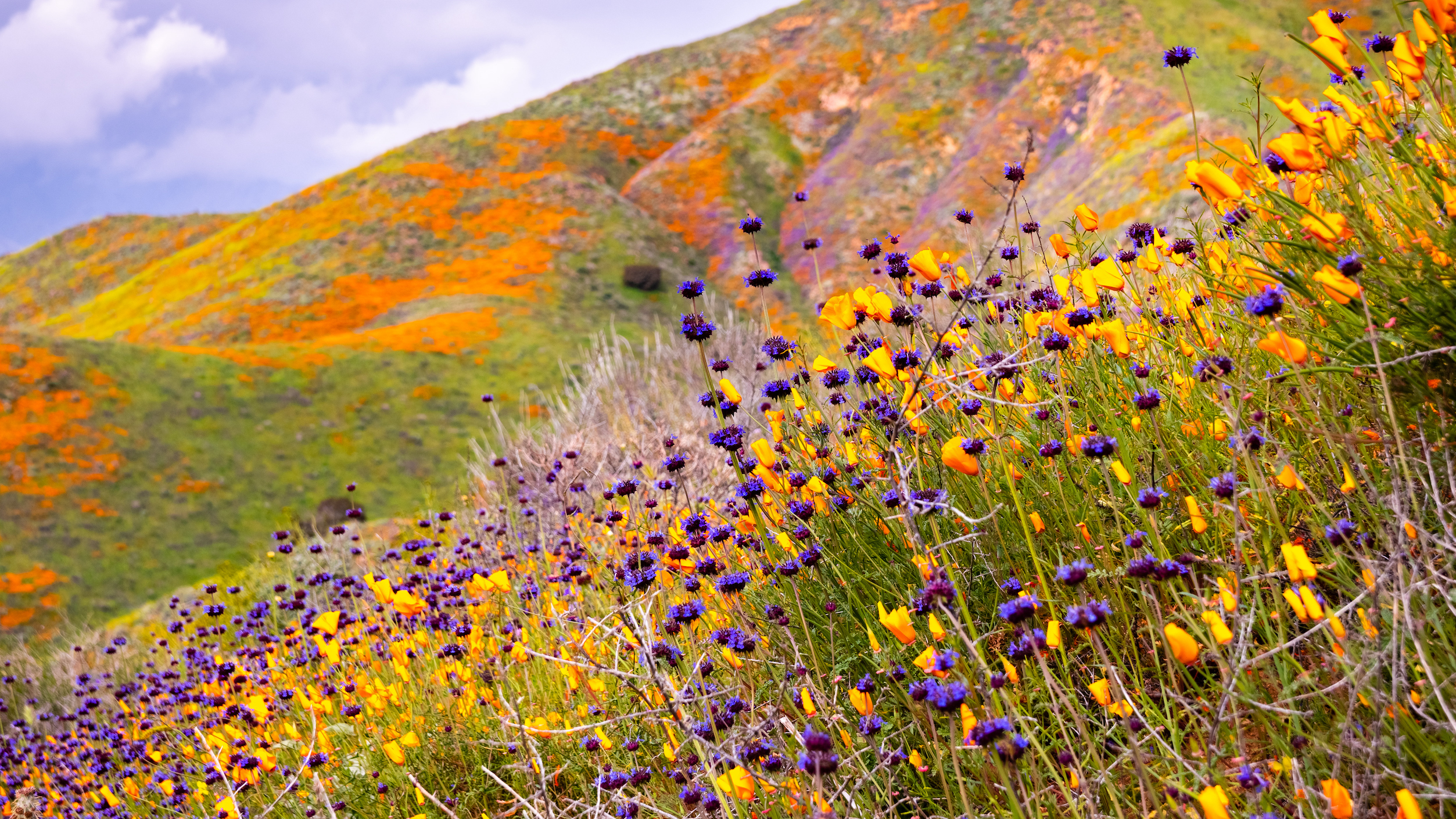 Lake Elsinor superbloom takes over the canyon in oranges and purples
