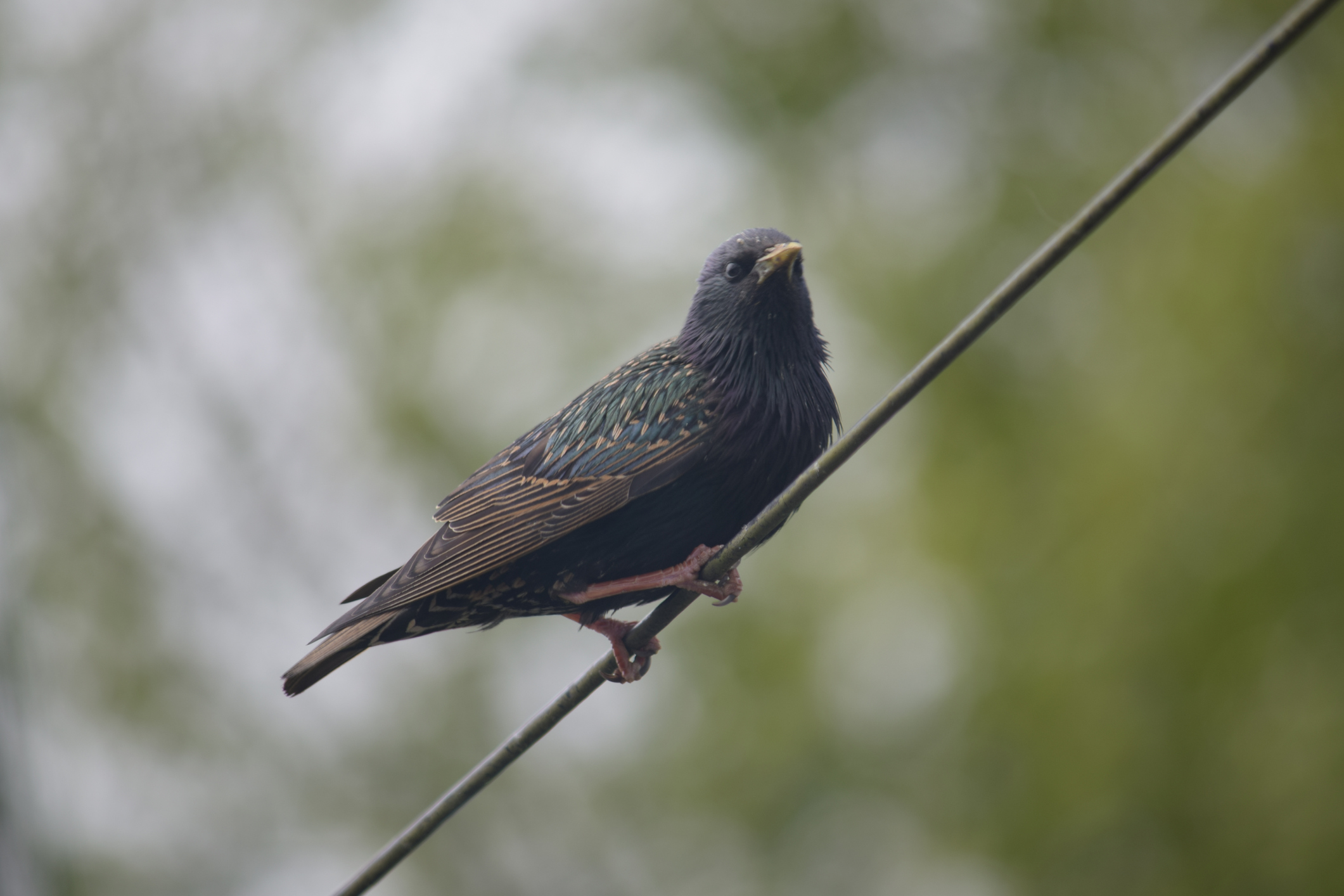 Starling on a telephone wire