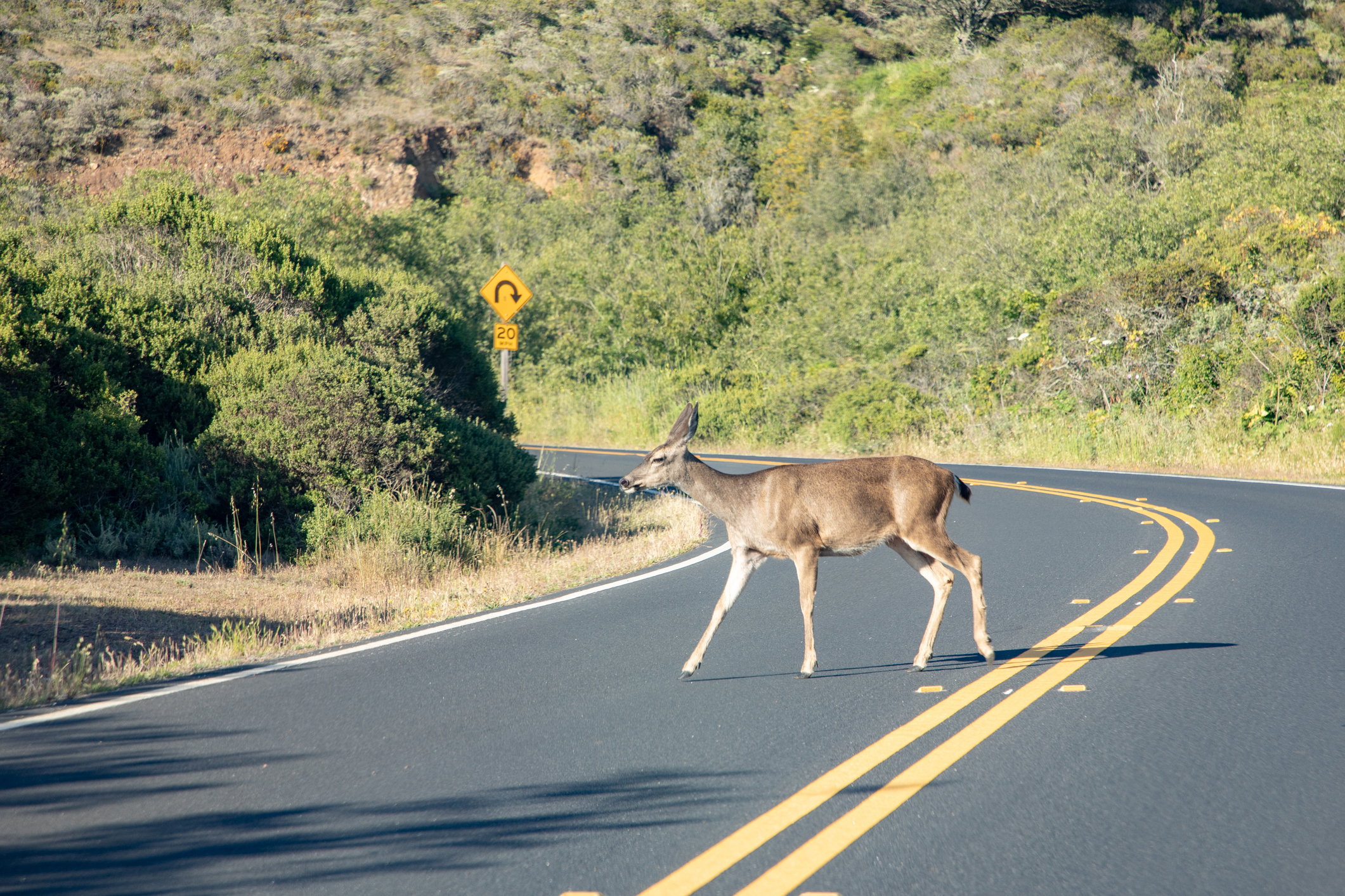 deer crossing a highway on sunny day with trees in background