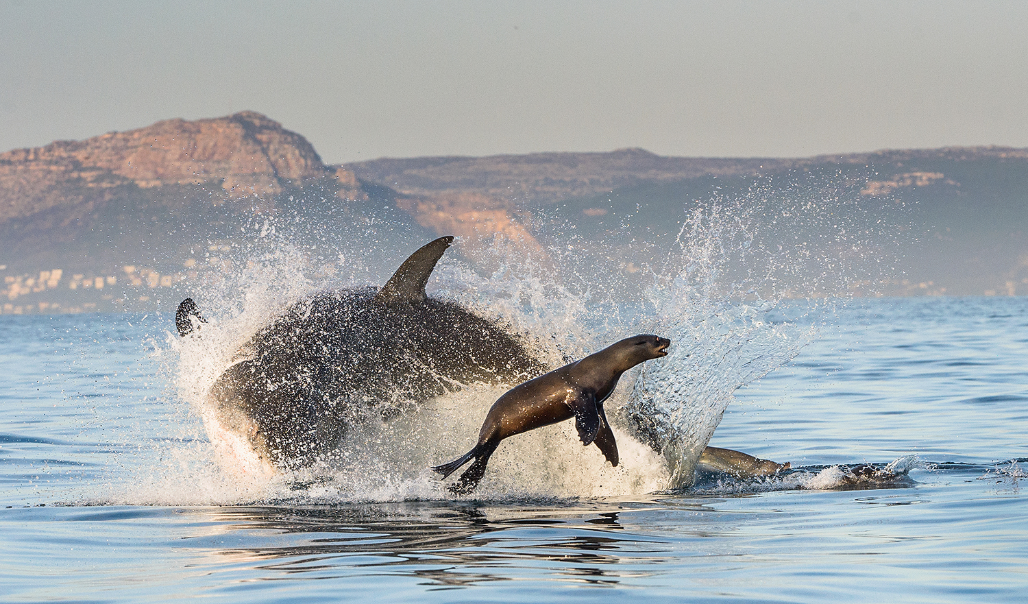 A large shark in a spray of seawater with a sea lion leaping out of the way. 