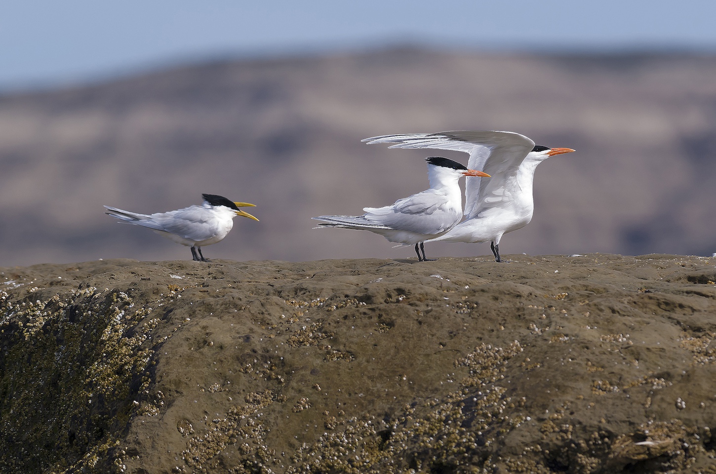 three terns stand on rock in Patagonia