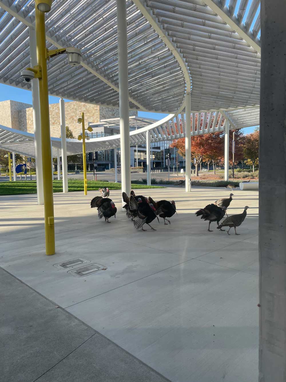 White turkeys walking on cement near yellow pillars at UC Davis Manetti Shrem Museum courtyard