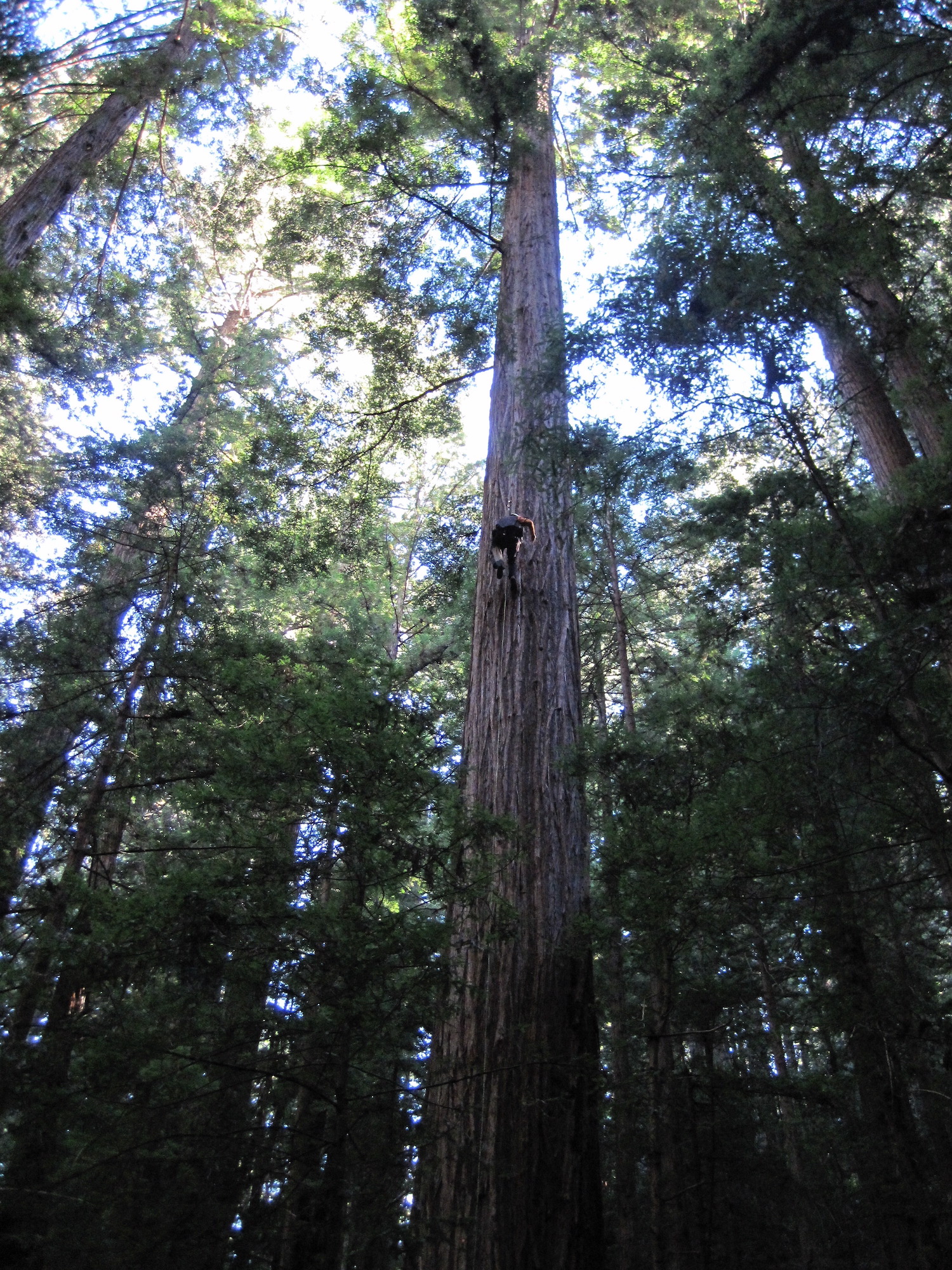 Scientist climbs a redwood tree to survey its crown