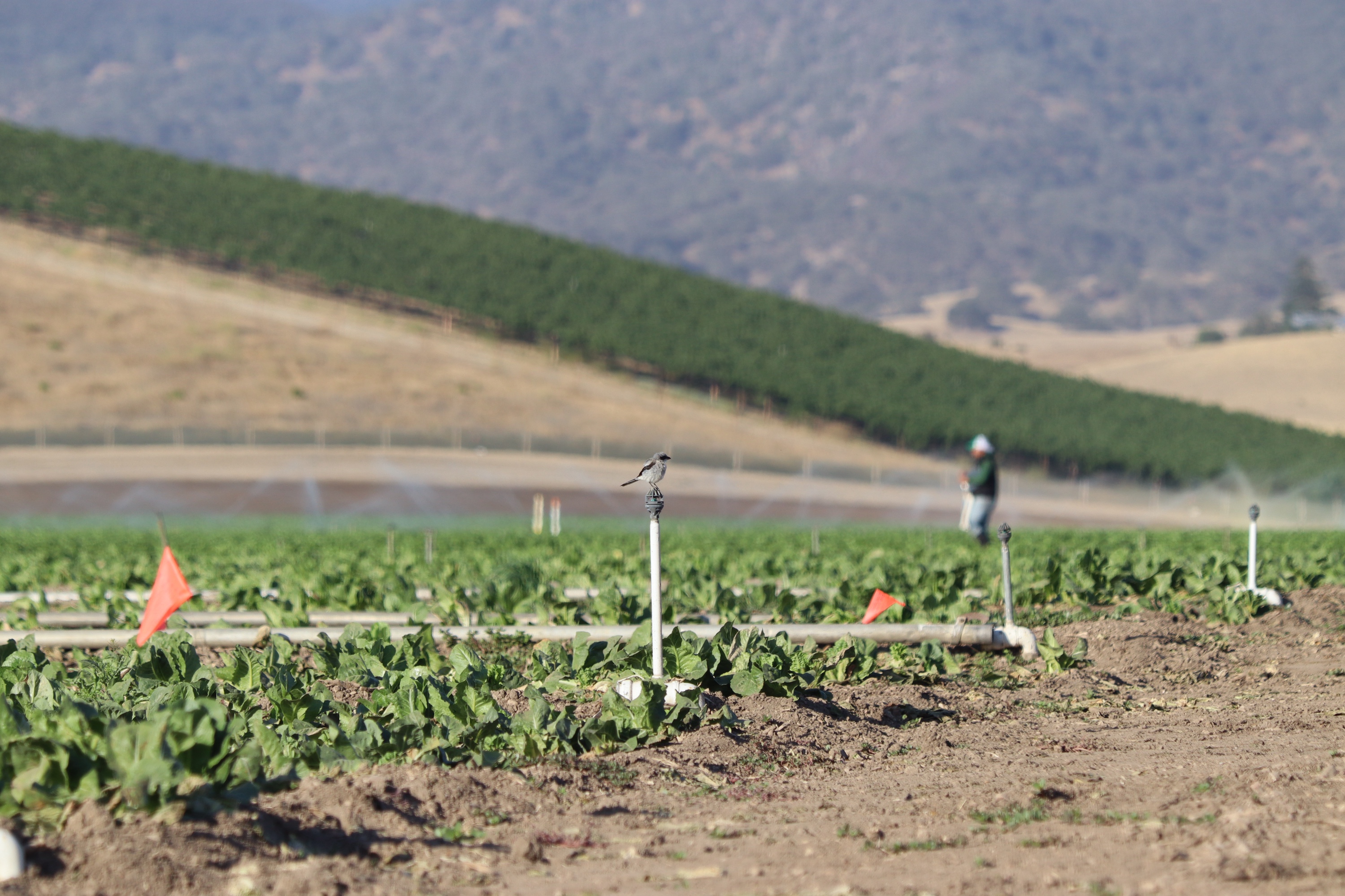 small bird called a loggerhead shrike sits on pole in cabbage field with farmworker in background