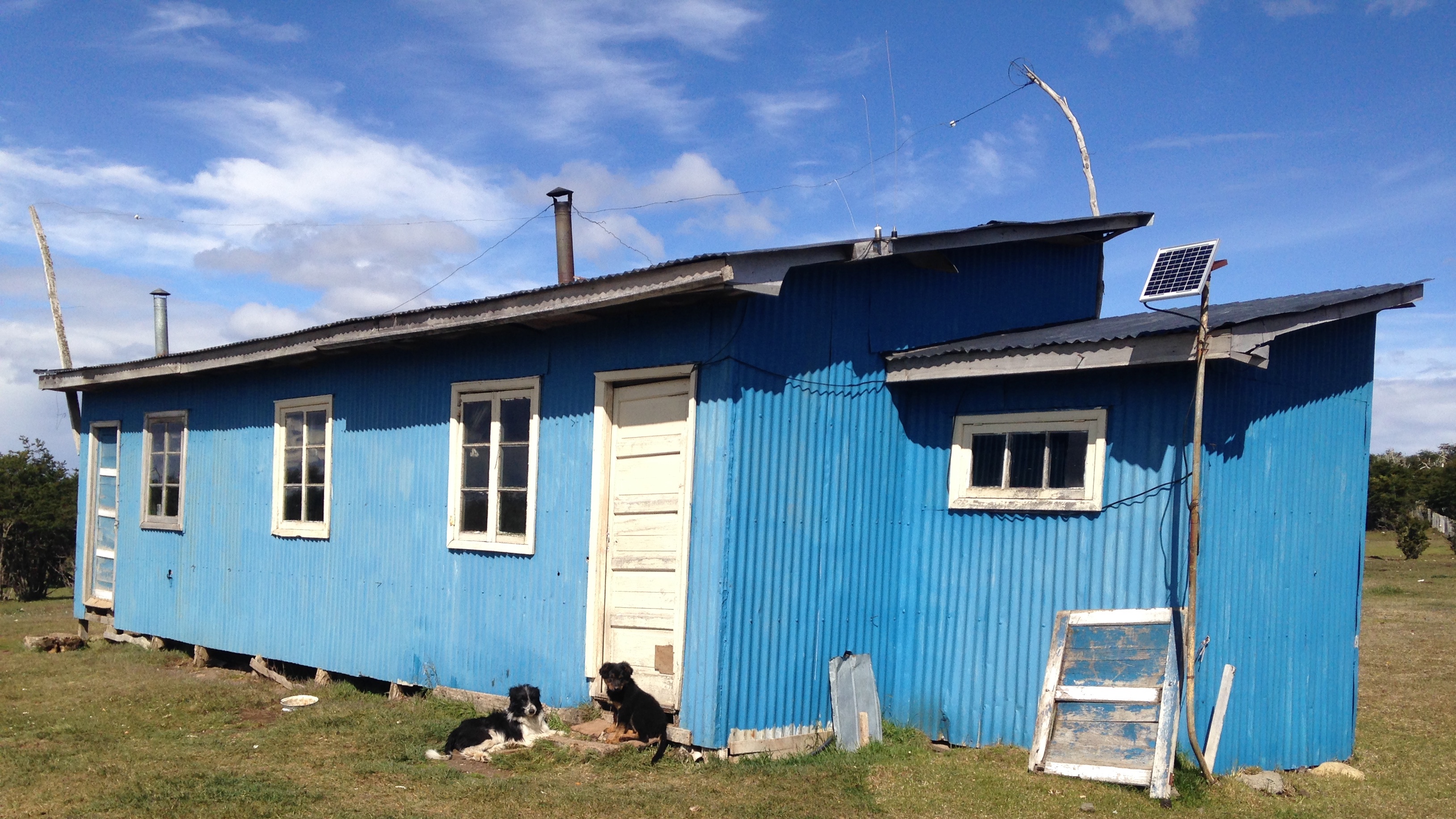 dogs sit outside a blue house on a ranch in Chile