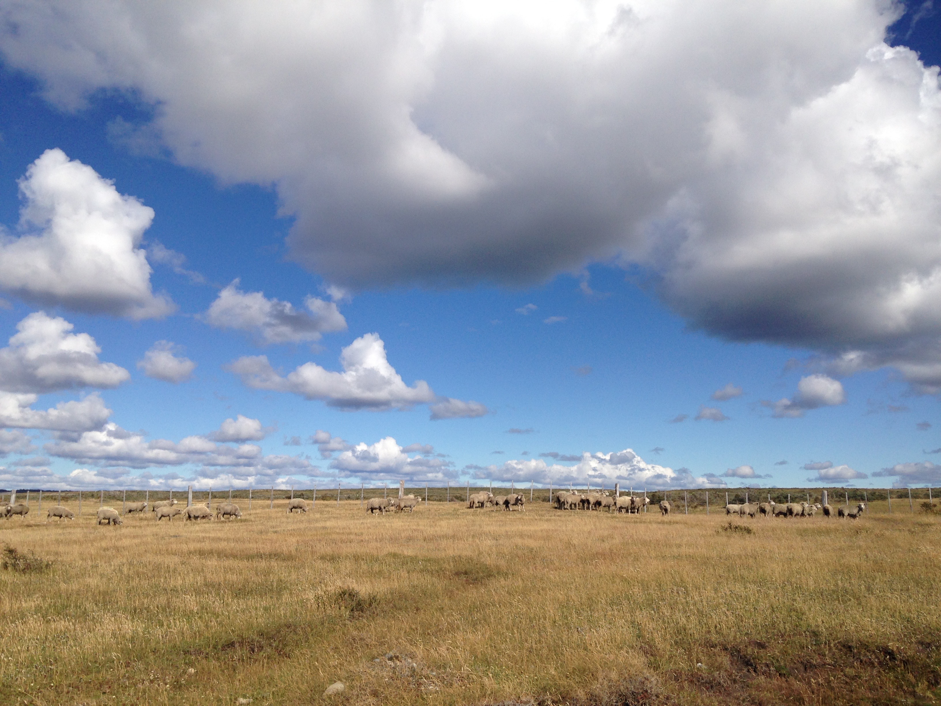 Sheep dot the landscape of Tierra del Fuego