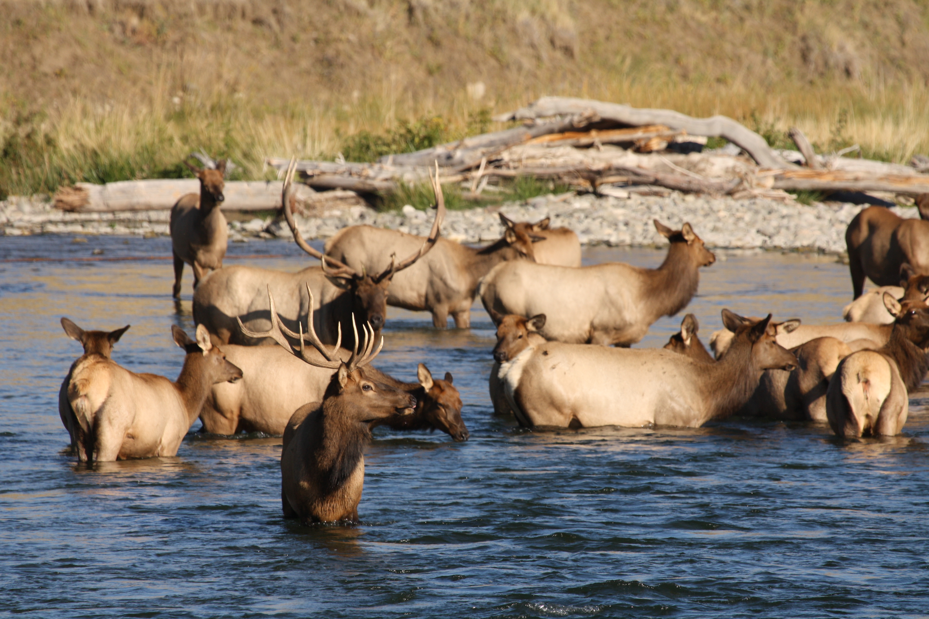 group of elk in water