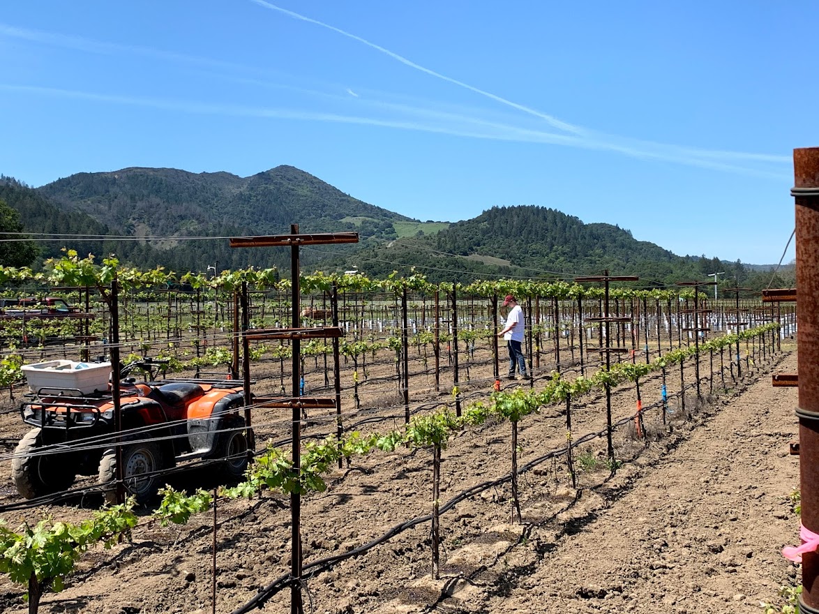 Vineyard with two different types of trellis systems.