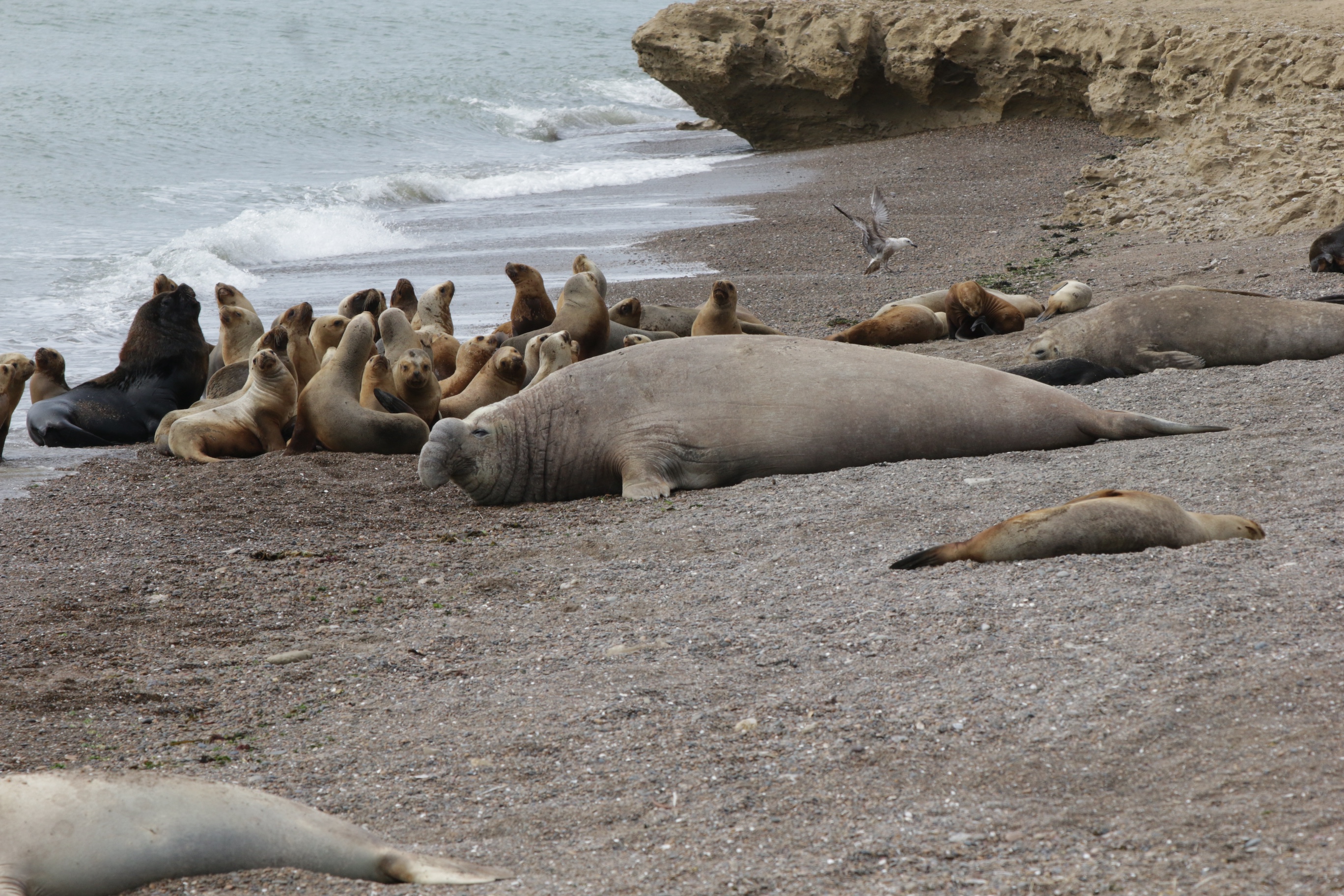 An adult male elephant seal and a female with her black-coated pup in the background are surrounded by sea lions on a beach.