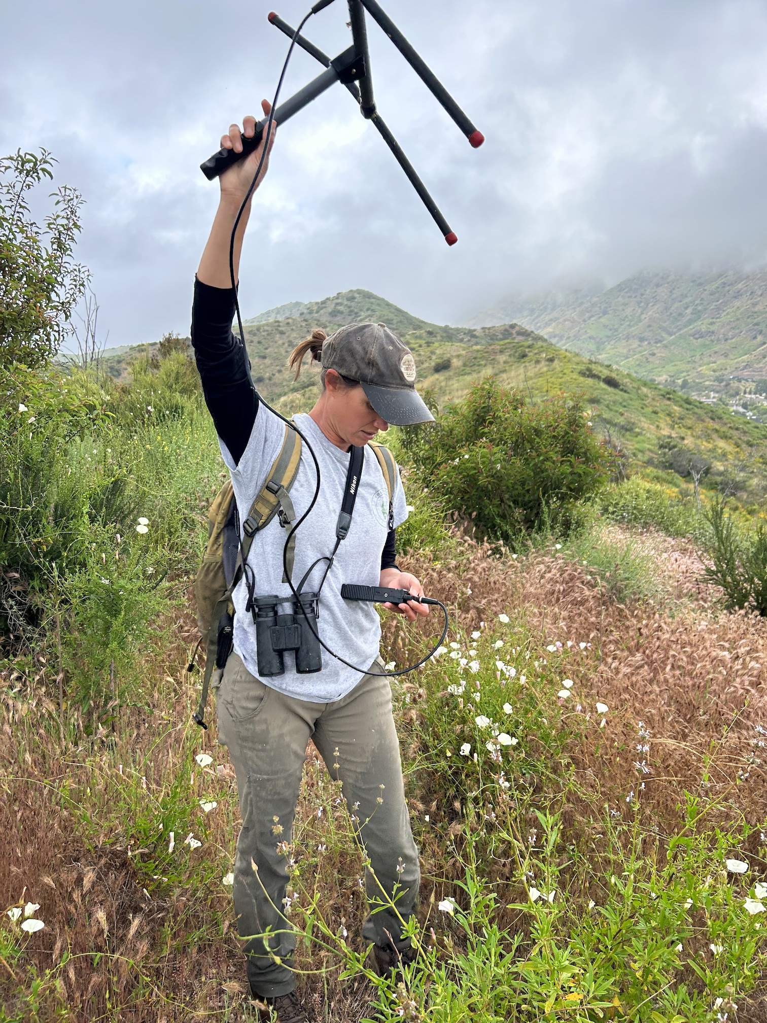 Female scientist Ellie Bolas holds radio telemetry device in air with backdrop of green mountain near Los Angeles.