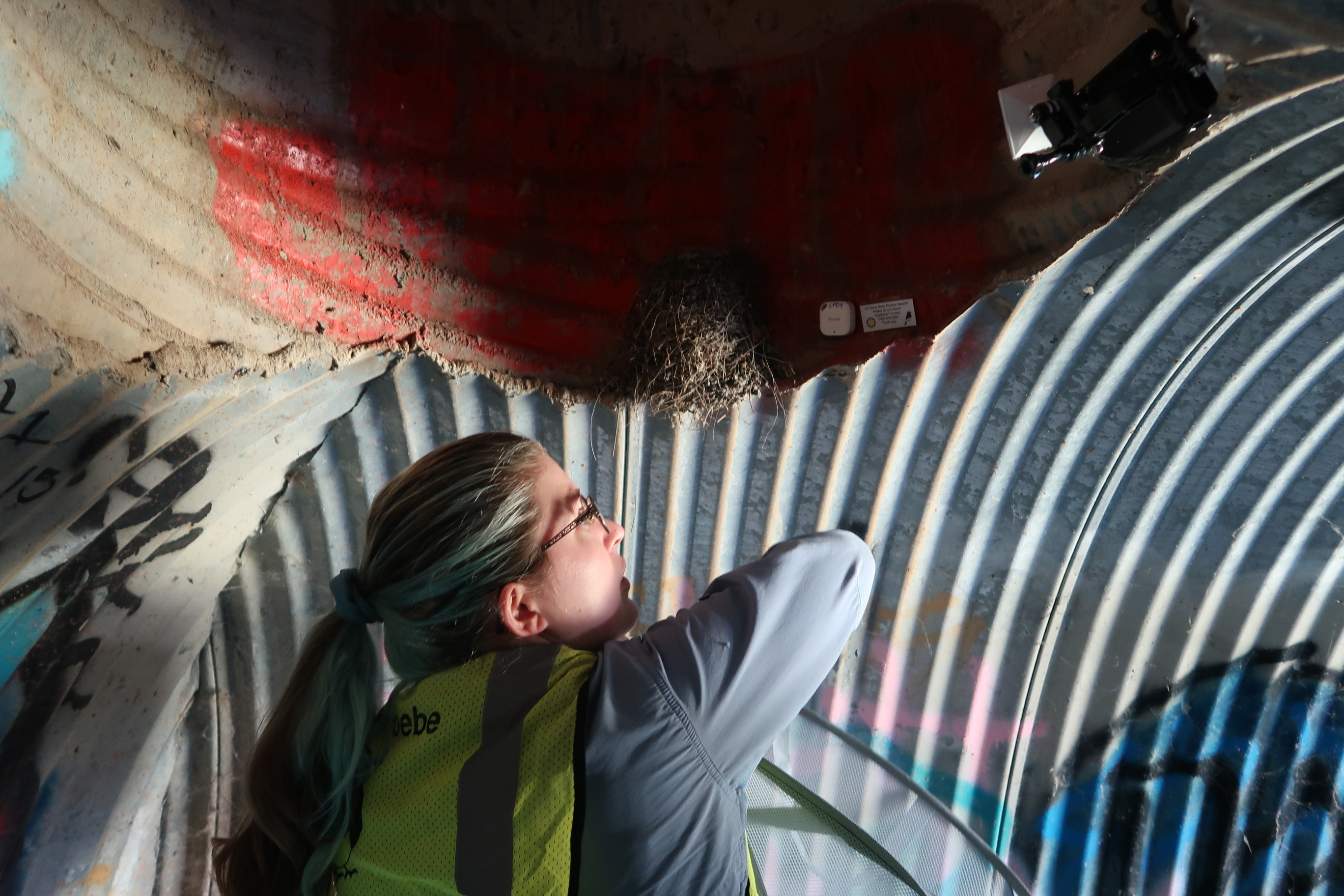 Sage Madden reaches into the drain pipe nest for the nestlings 