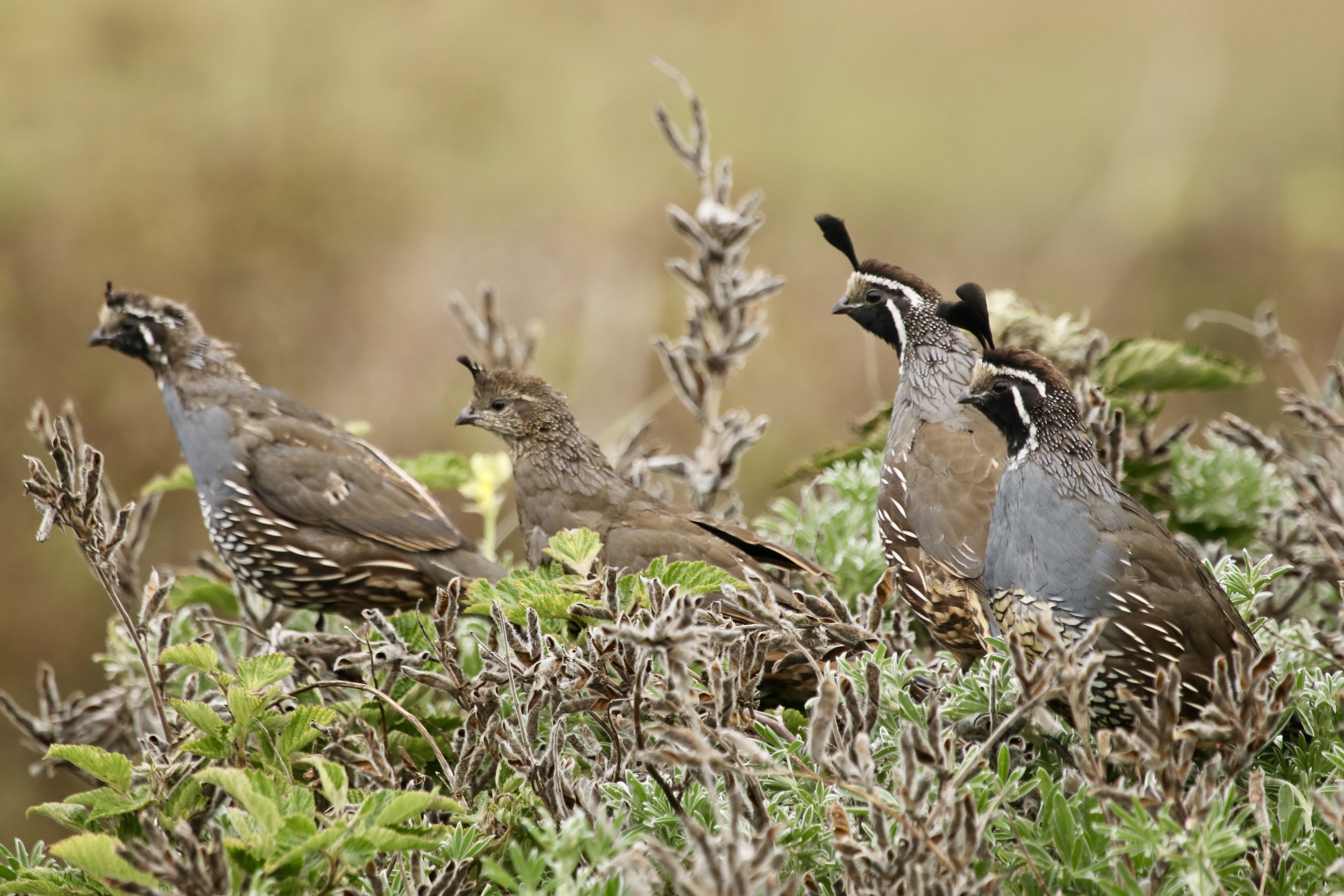 Four California quail stand among green and brown plants on the ground