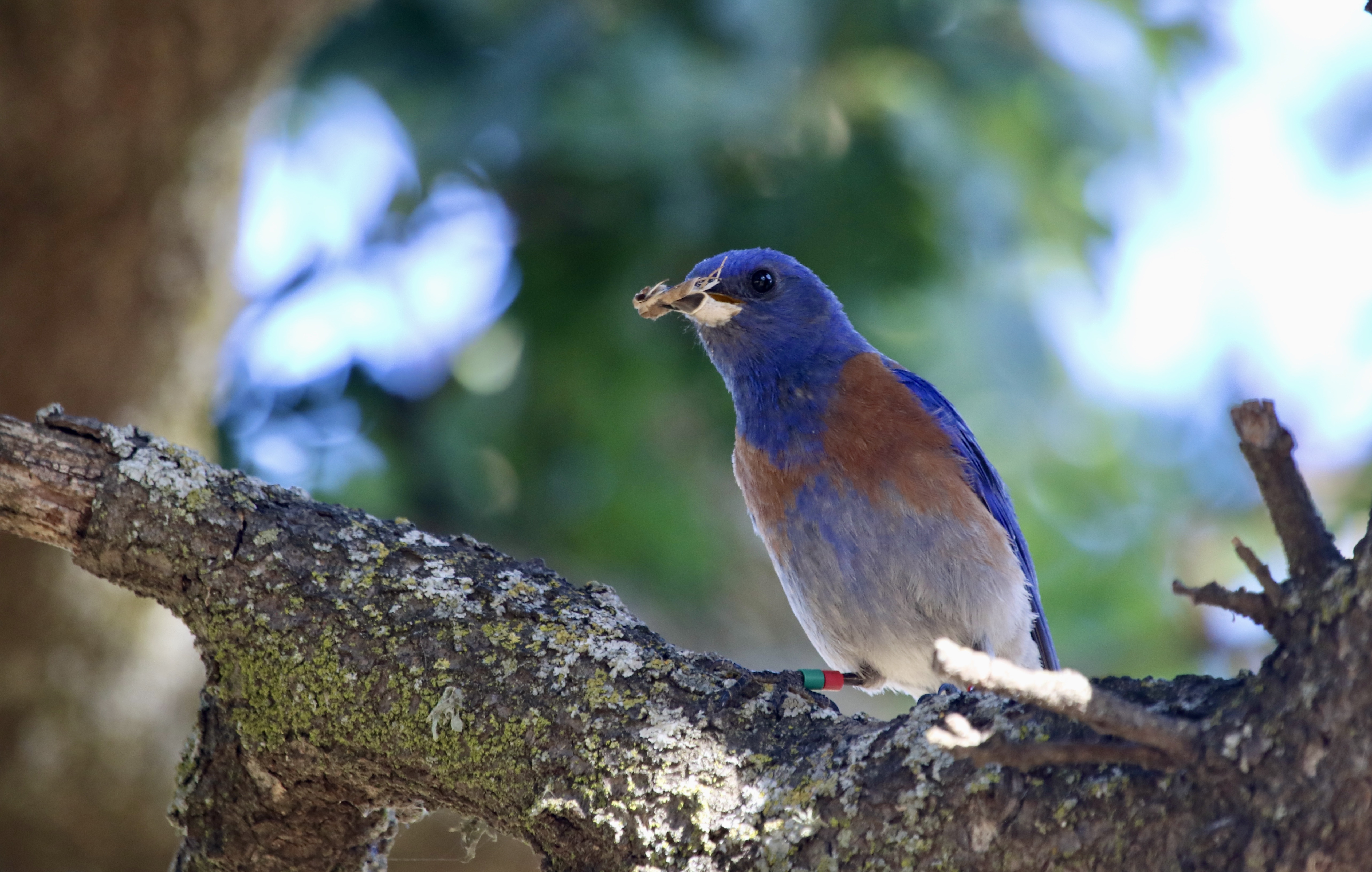 Bluebird holds insect in its beak while sitting on a branch