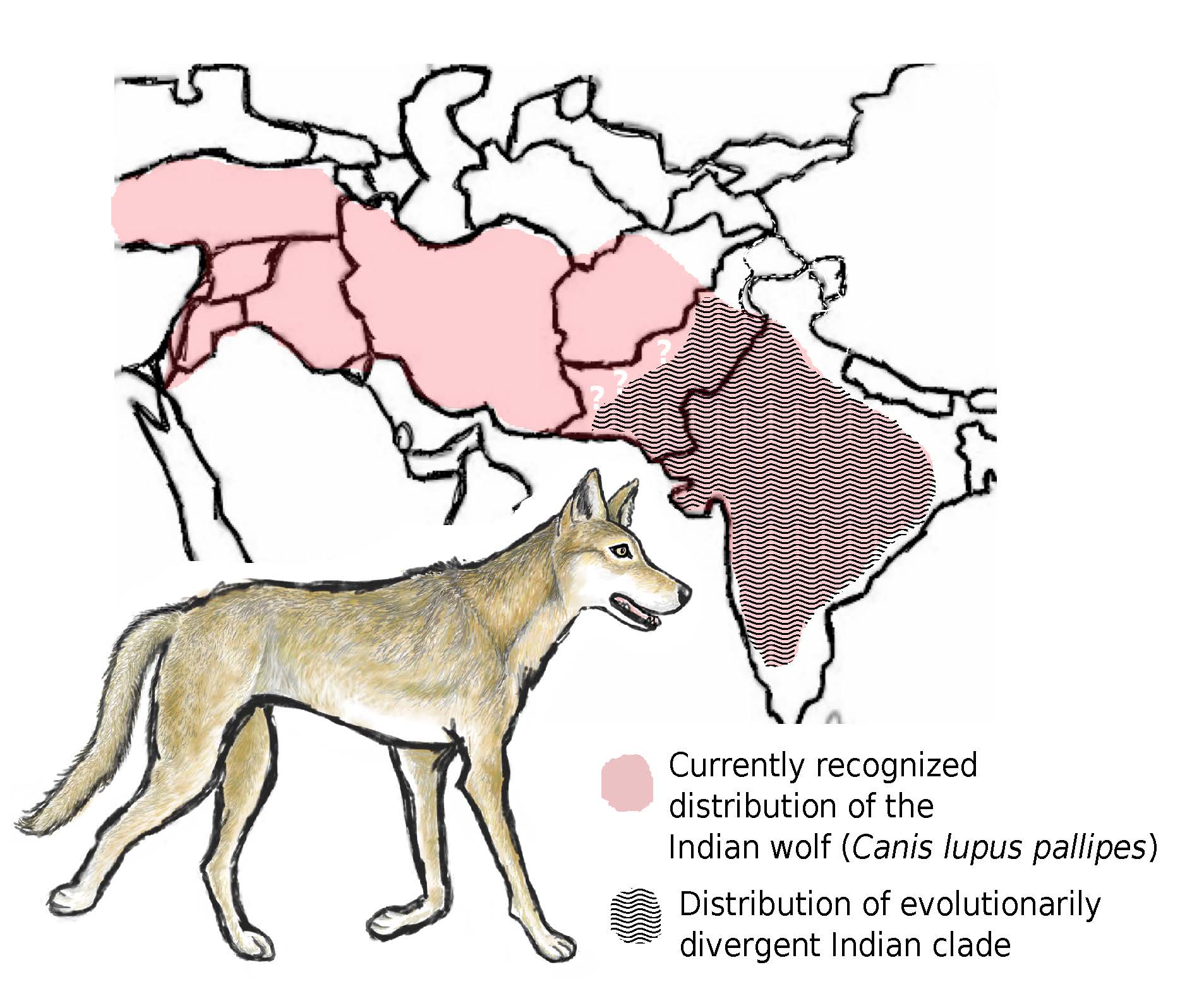 Illustration of Indian wolf with a pink and white map showing its recognized range versus what new scientific evidence indicates is its smaller range. 