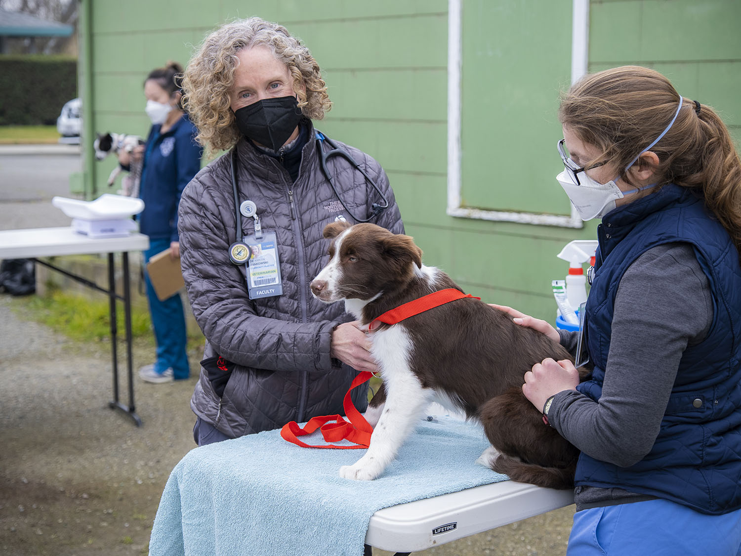 Kristin Jankowski examines a border collie on an exam table outside at Knights Landing One Health Clinic.