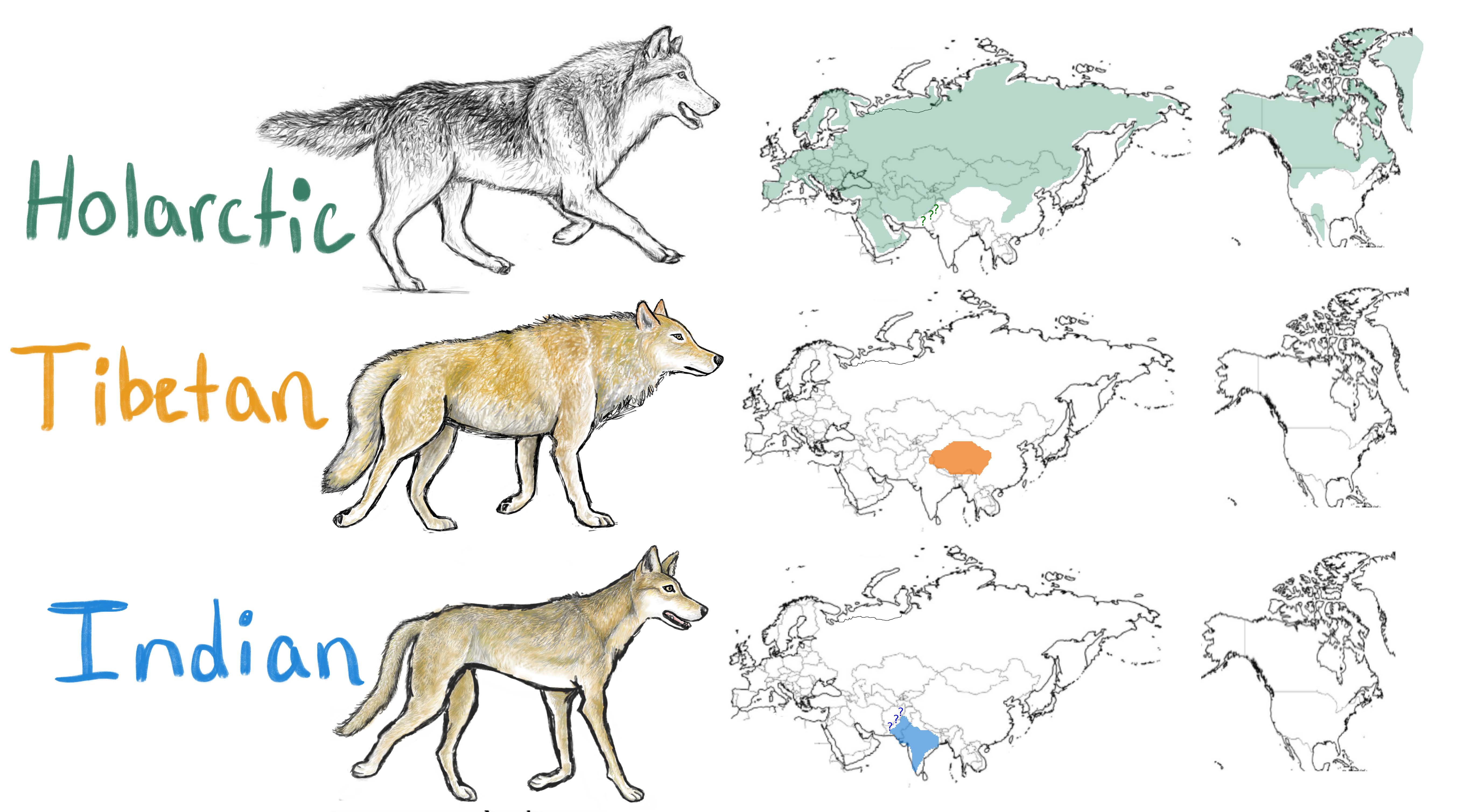 Illustration of Holarctic, Tibetan and Indian wolves and their ranges on maps in the northern hemisphere 