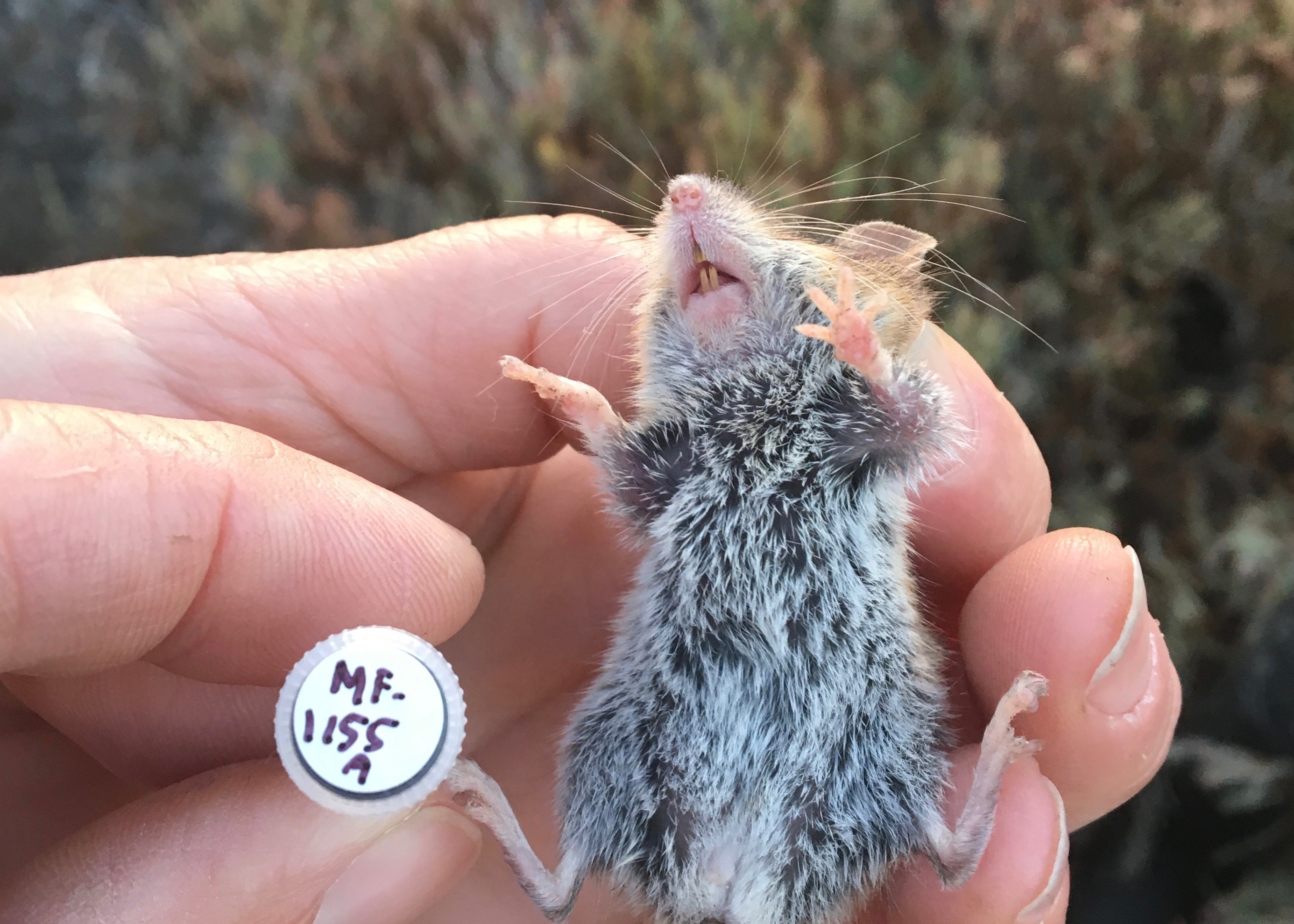 A live western harvest mouse is held by a field biologist as it is being identified.